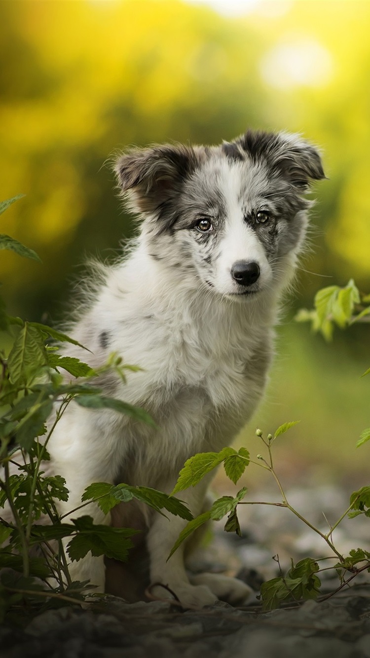 Wallpaper Australian shepherd dog, green leaves 1920x1440 HD Picture, Image