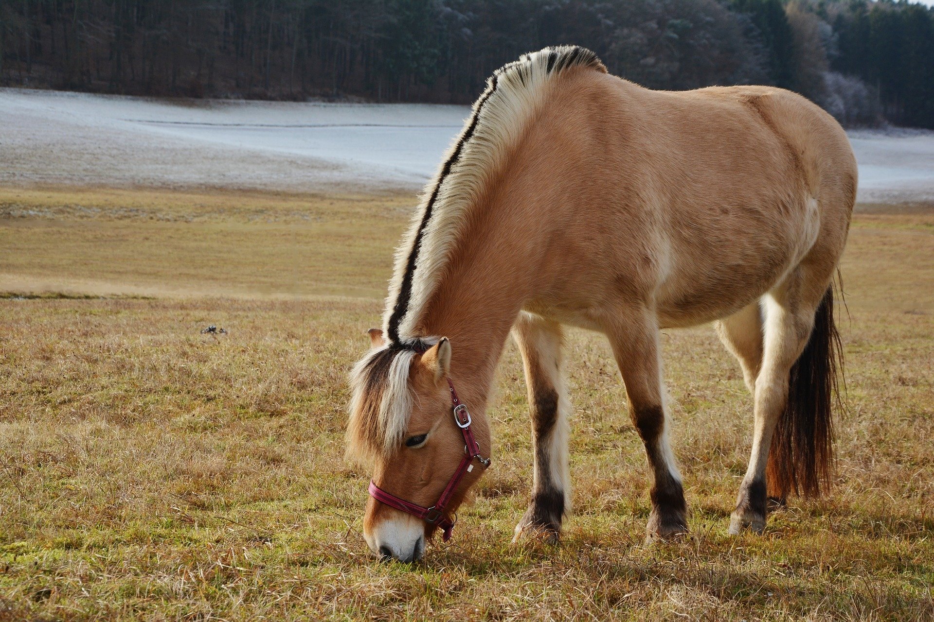 The Fjord horse or Norwegian Fjord Horse