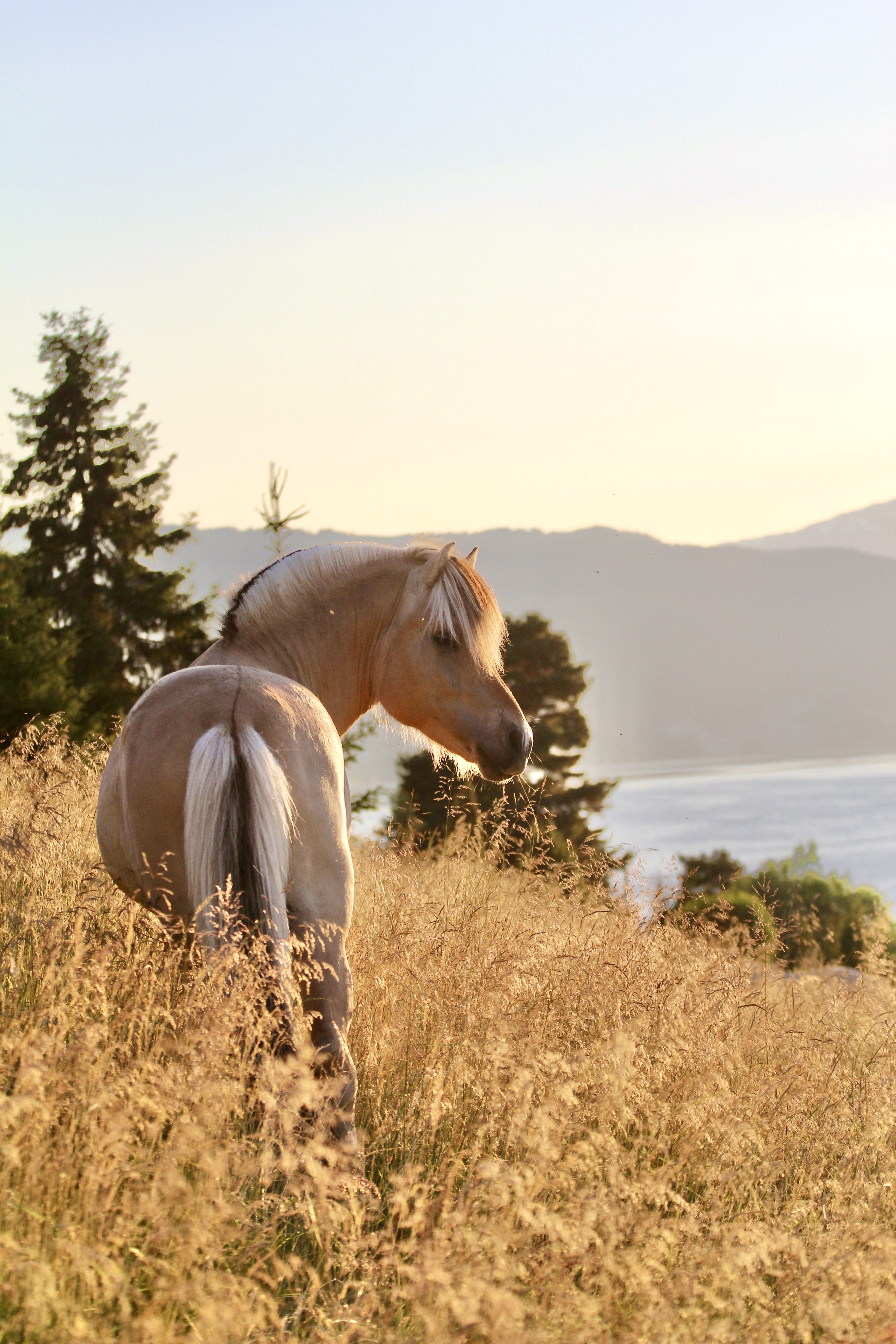 Get to know the Norwegian Fjord Horse. Norwegian national horse