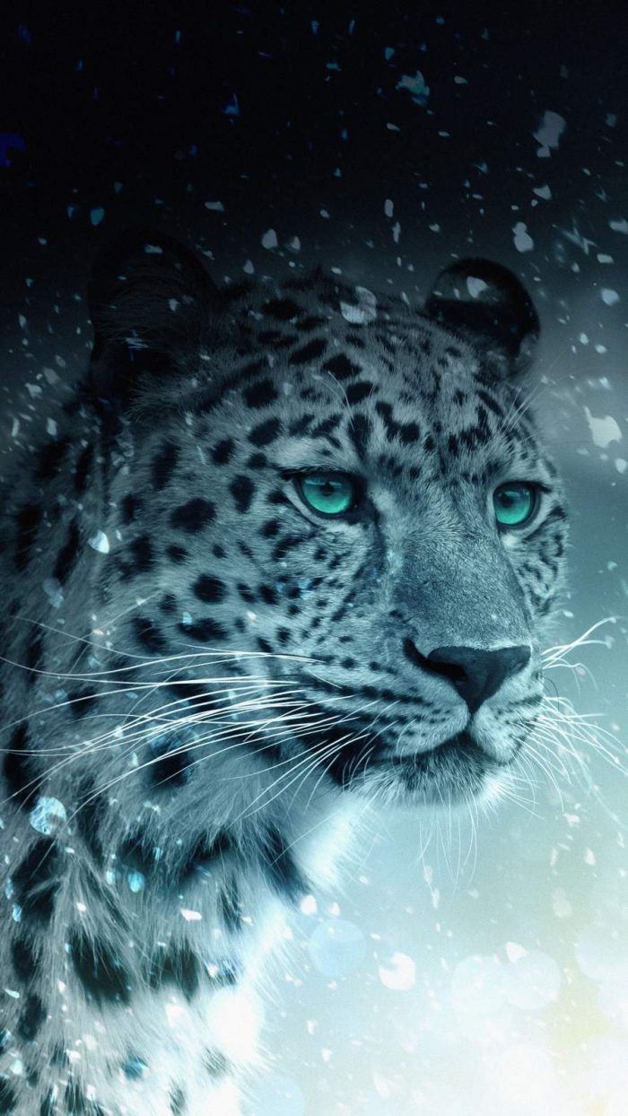 iPhone Wallpaper for iPhone iPhone 11 and iPhone X, iPhone Wallpap. Snow leopard wallpaper, Leopard wallpaper, Animal wallpaper