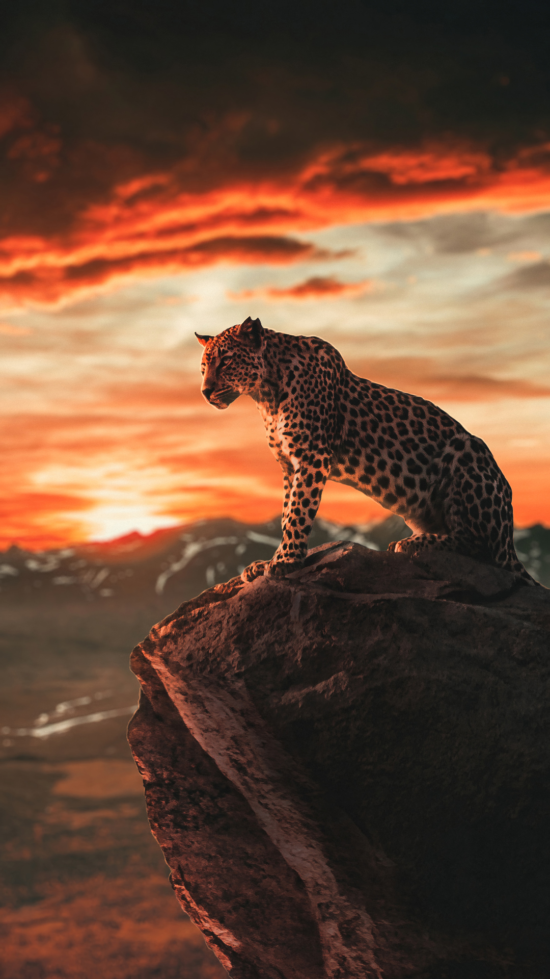 Leopard iPhone Wallpapers  Top Free Leopard iPhone Backgrounds   WallpaperAccess