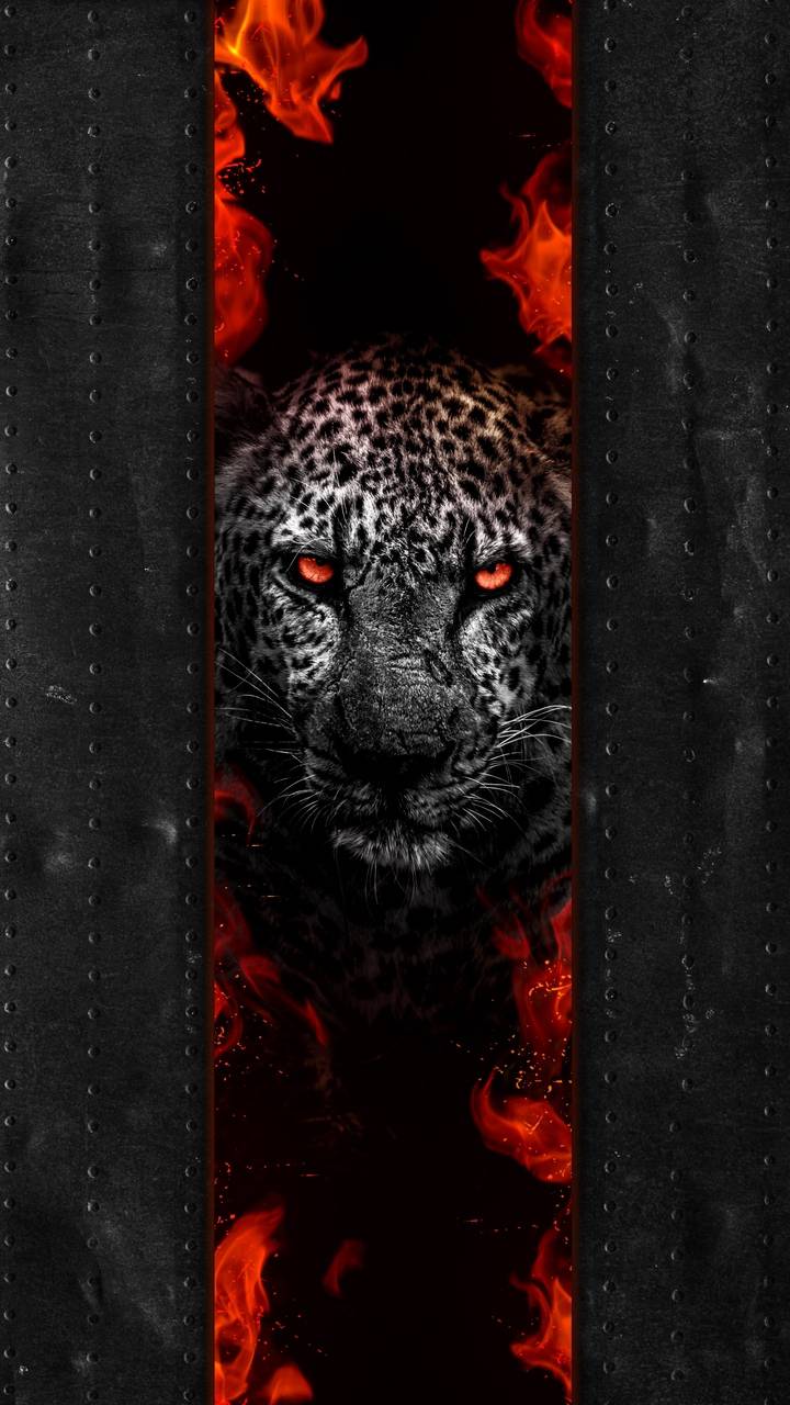 Leopard Predator Wallpaper, iPhone Wallpaper