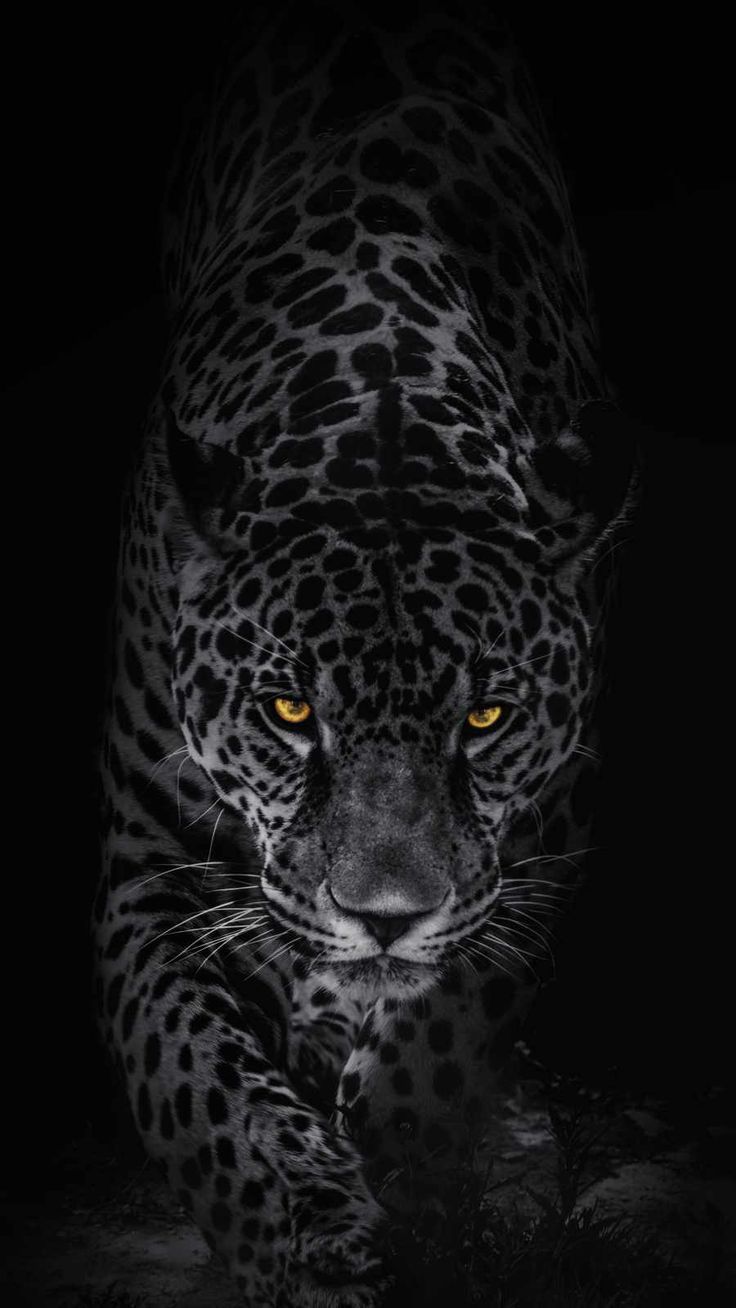 Leopard iPhone Wallpaper
