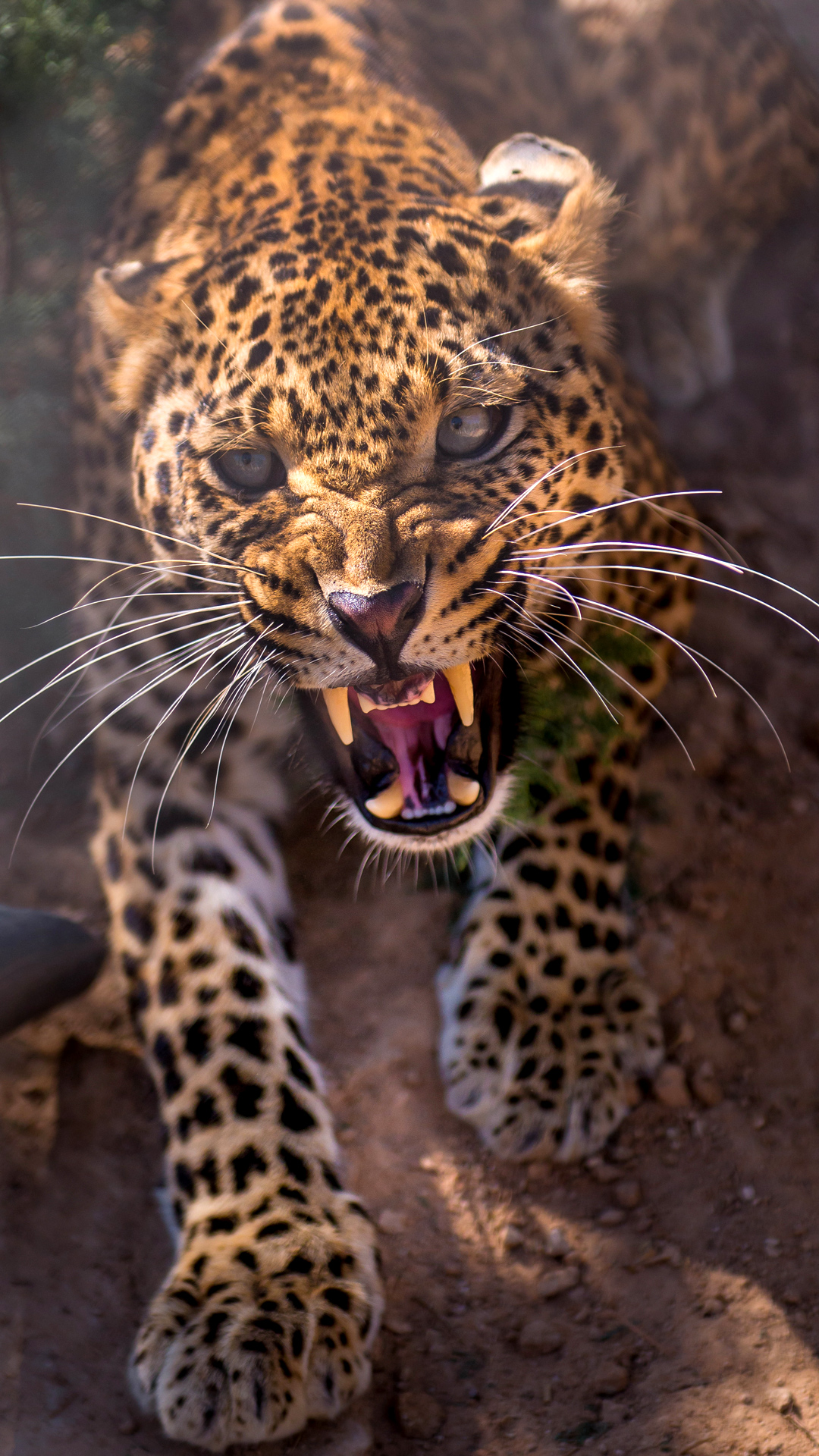 Angry Leopard iPhone 6S Plus Wallpaper​-Quality Free Image and Transparent PNG Clipart