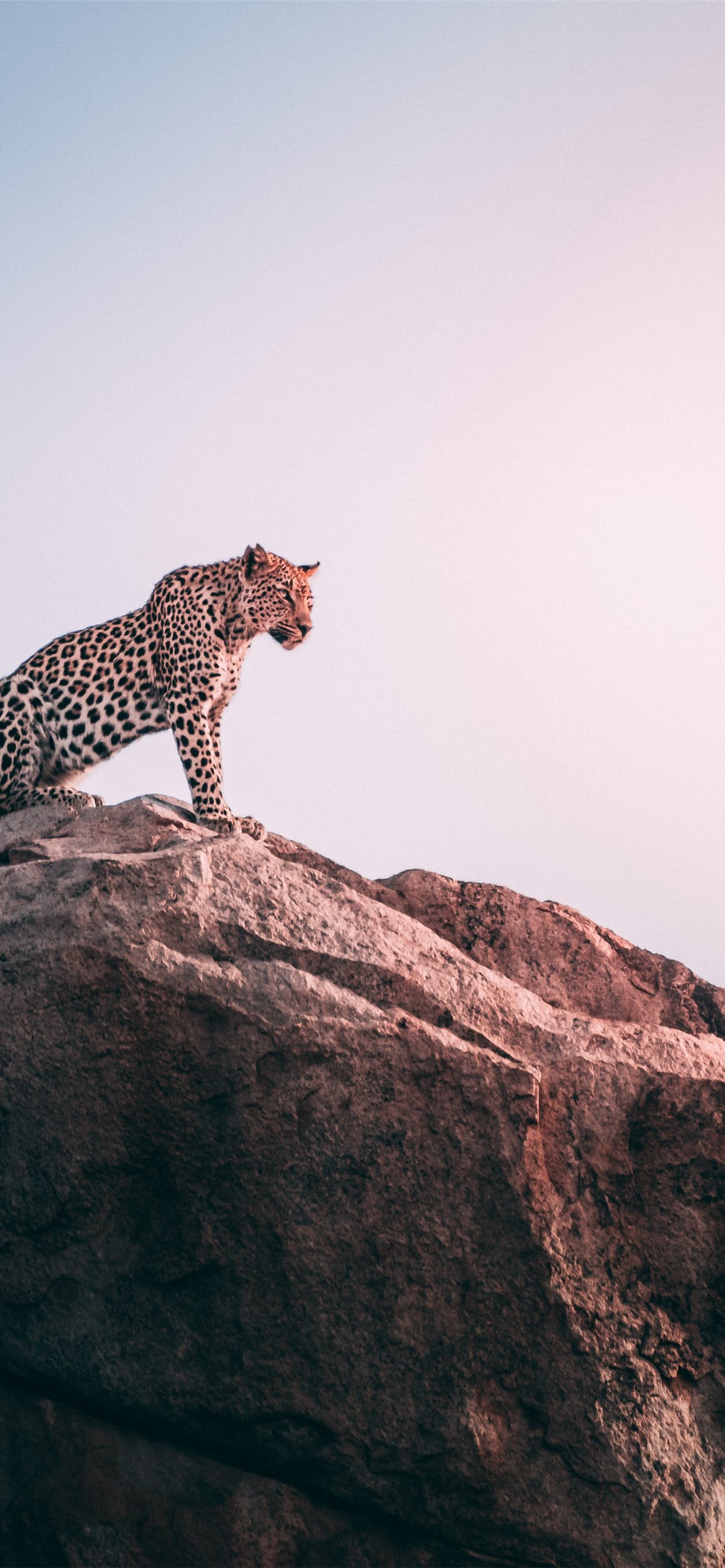 brown leopard on top of grey rock iPhone X Wallpaper Free Download