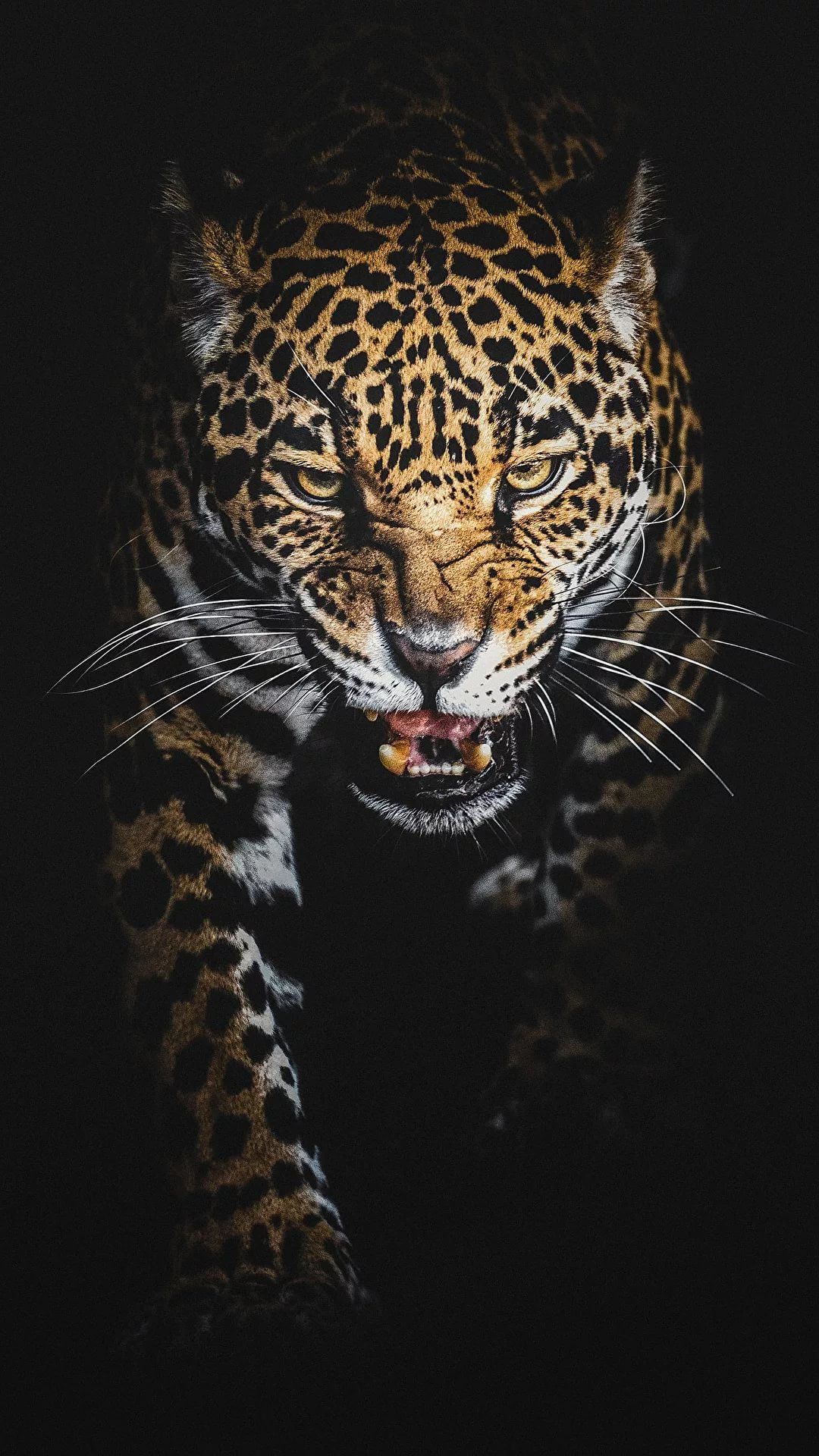 leopard iphone wallpaper