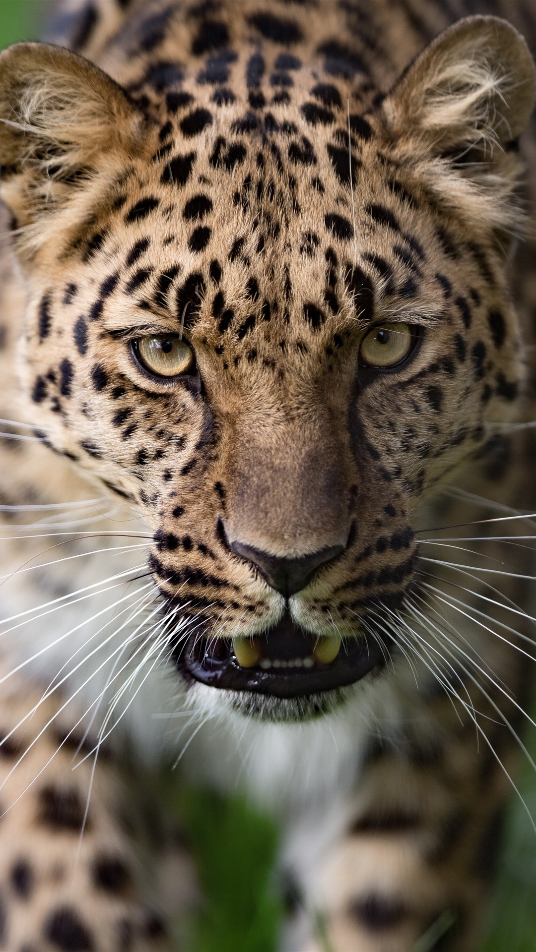 Leopard, Face, Green Background 1242x2688 IPhone 11 Pro XS Max Wallpaper, Background, Picture, Image