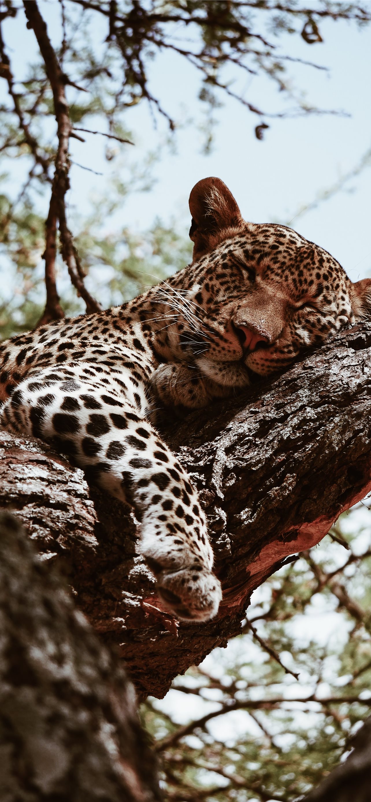 brown leopard sleeping during daytime iPhone Wallpaper Free Download