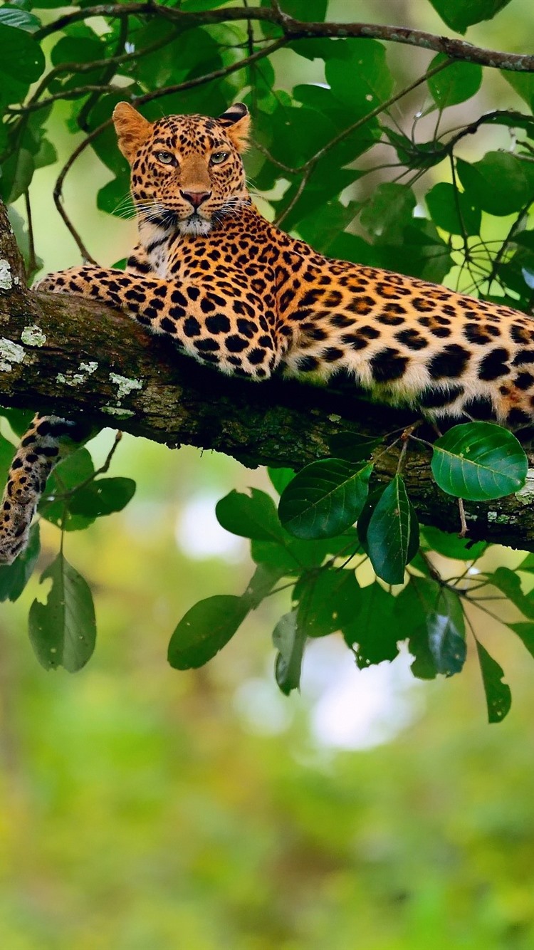 Leopard, Wildlife, Tree, Rest, Green Leaves 750x1334 IPhone 8 7 6 6S Wallpaper, Background, Picture, Image