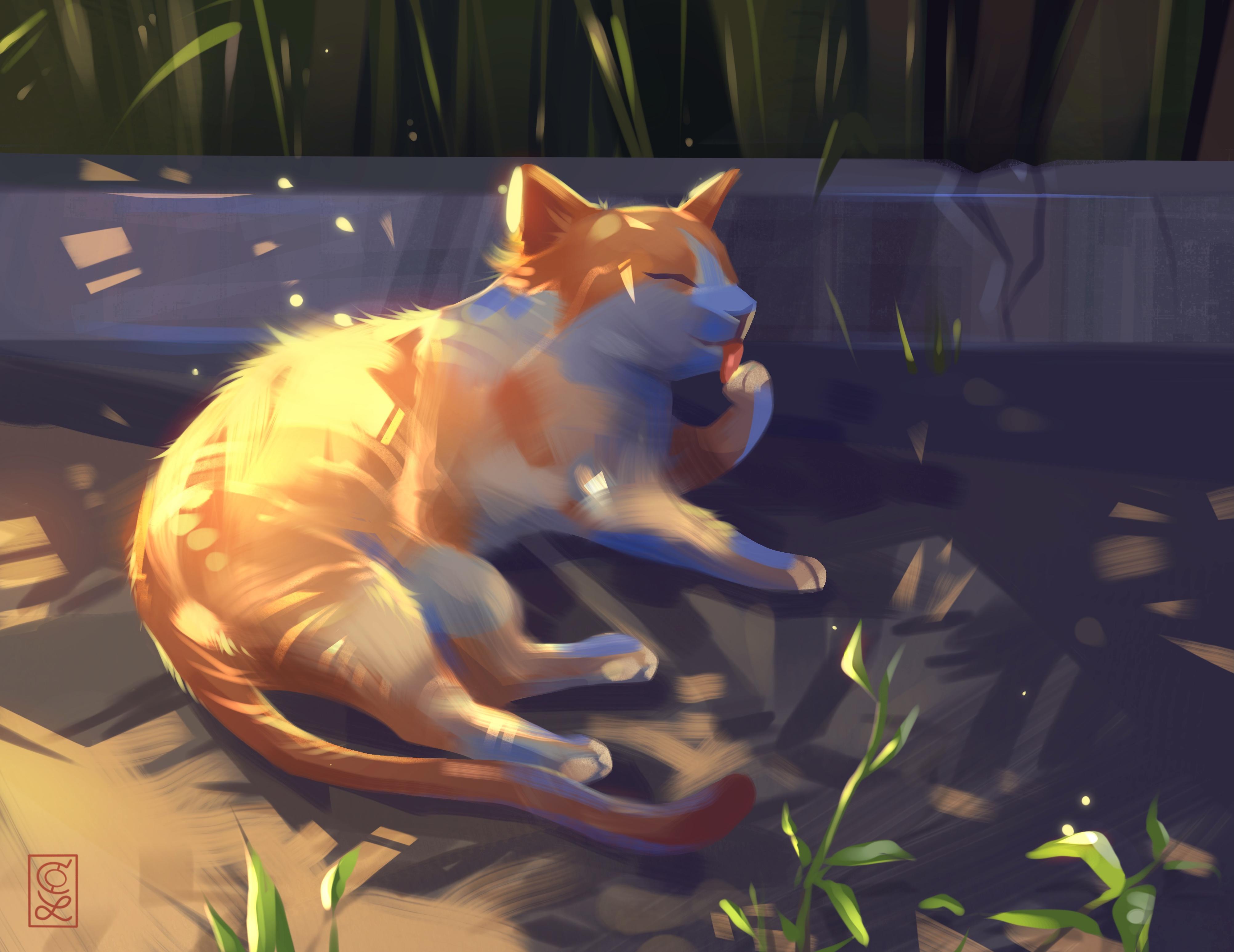 4K Cat Wallpaper and Background Image