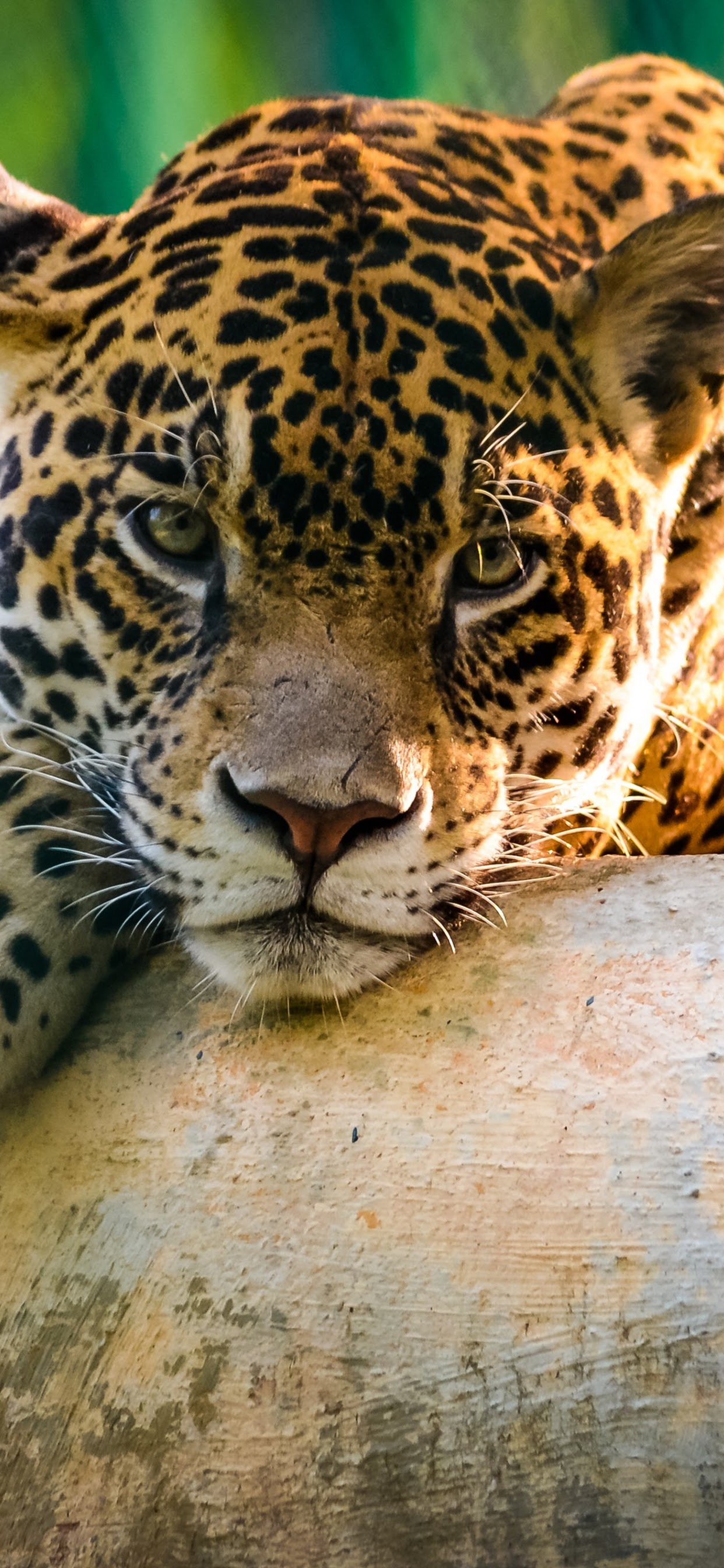 Leopard 4K Wallpaper