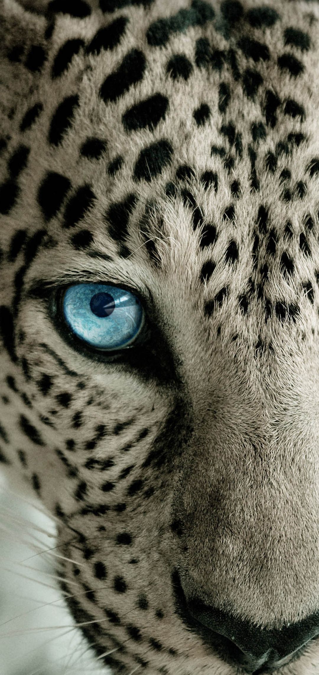 Cheetah iPhone Wallpaper { 4k & HD }