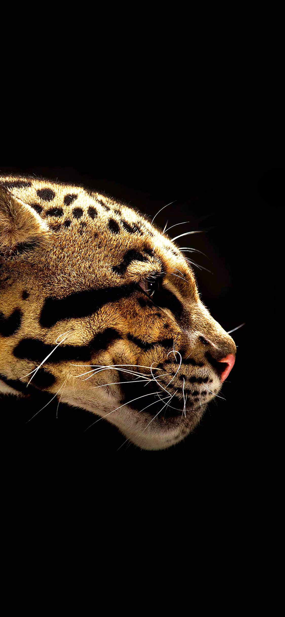 wallpaper wild cat b animal