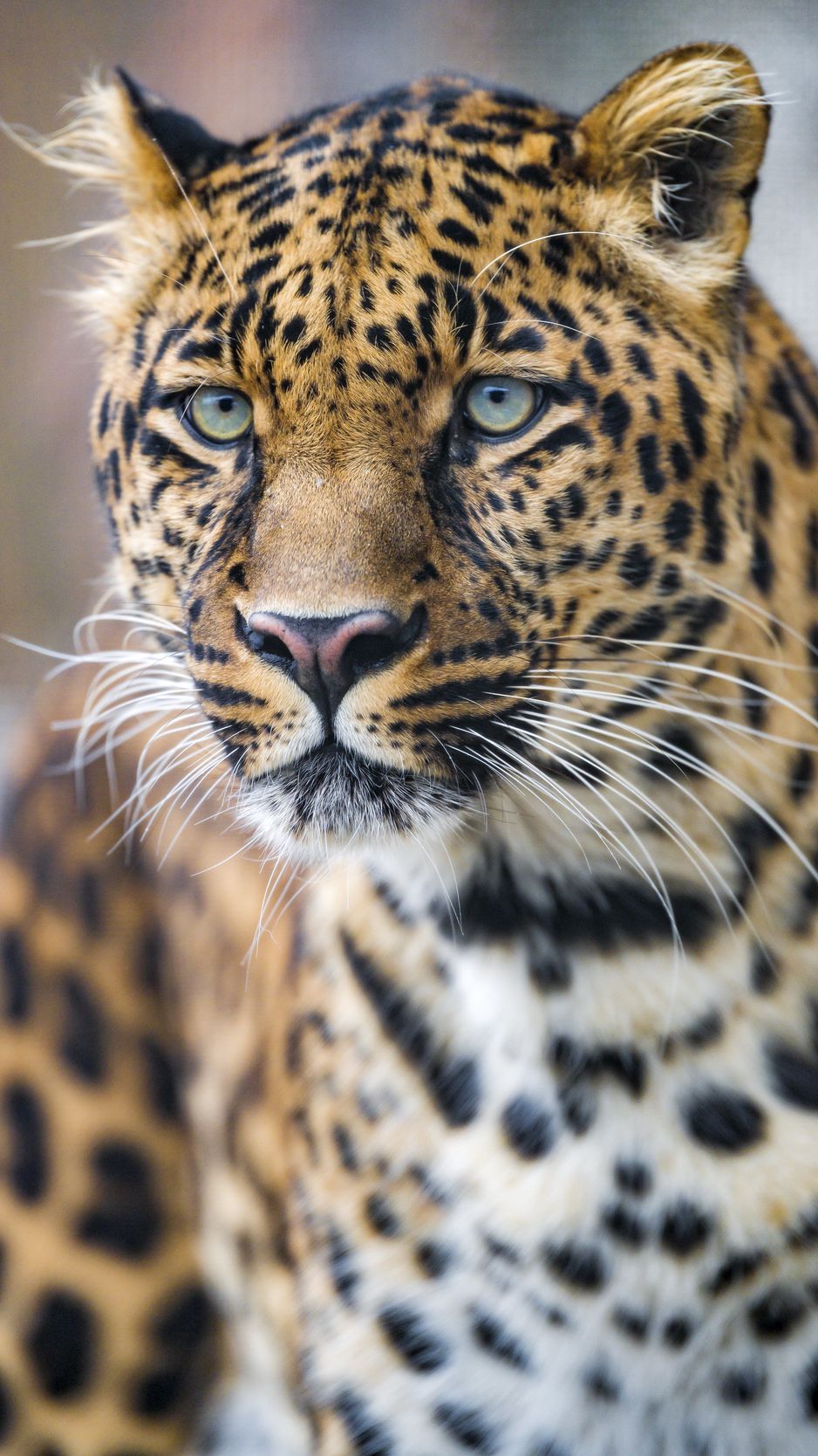Download Wallpaper 938x1668 Leopard, Predator, Big Cat, Face Iphone 8 7 6s 6 For Parallax HD Background