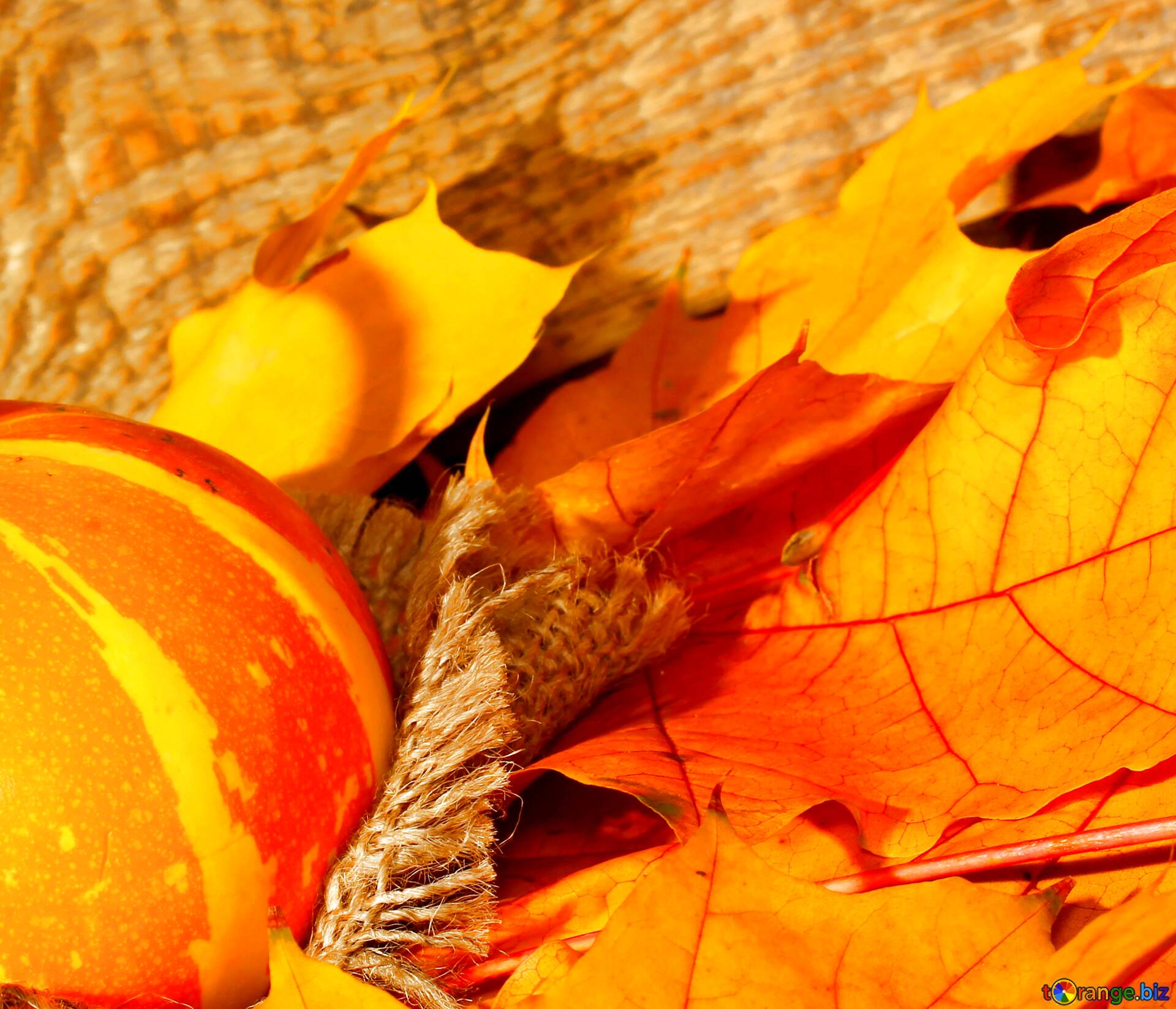 Download Free Picture Wallpaper With Pumpkin And Autumn Leaves On CC BY License Free Image Stock TOrange.biz Fx №67765