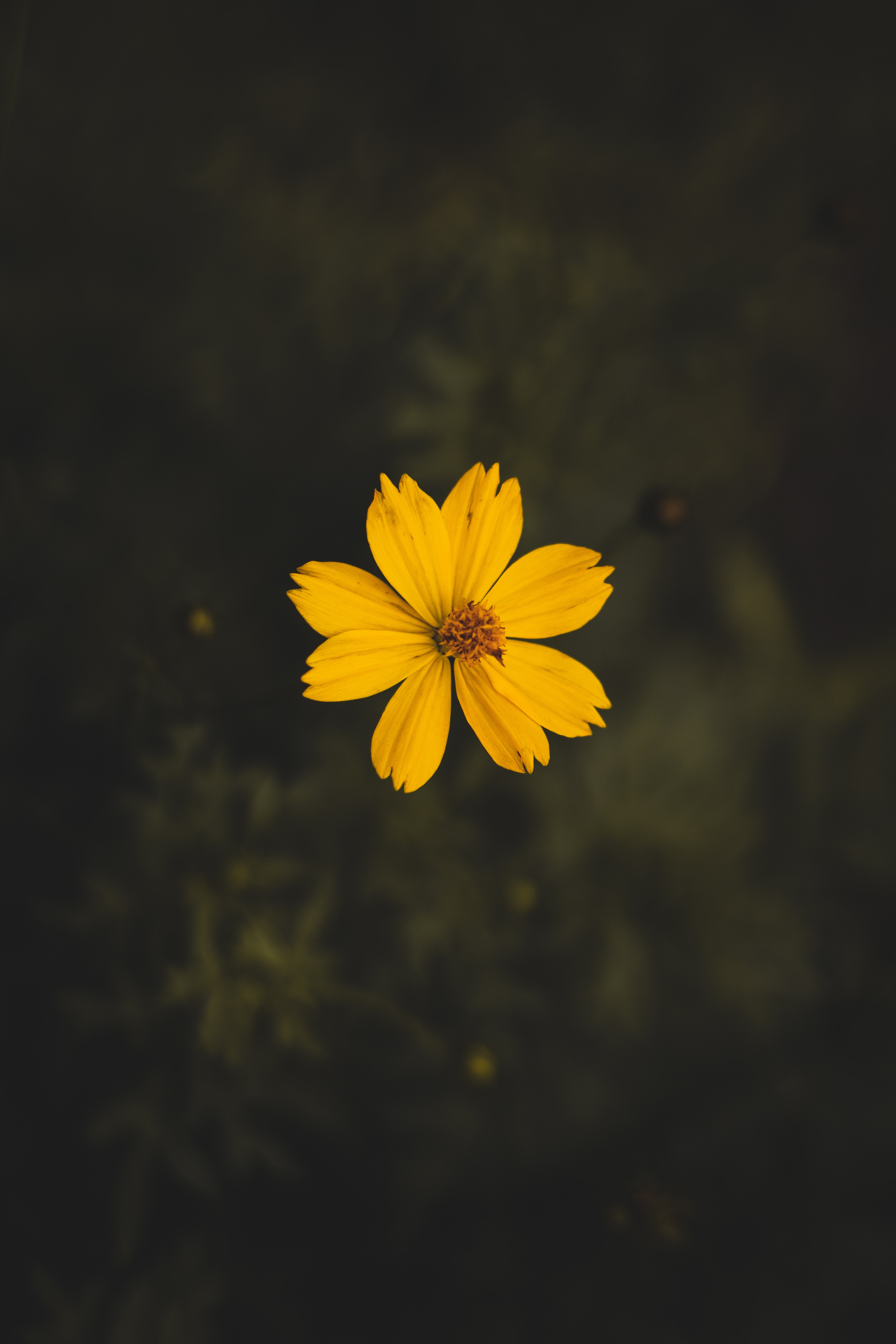 Yellow Cosmos Flower Close Up Photography · Free