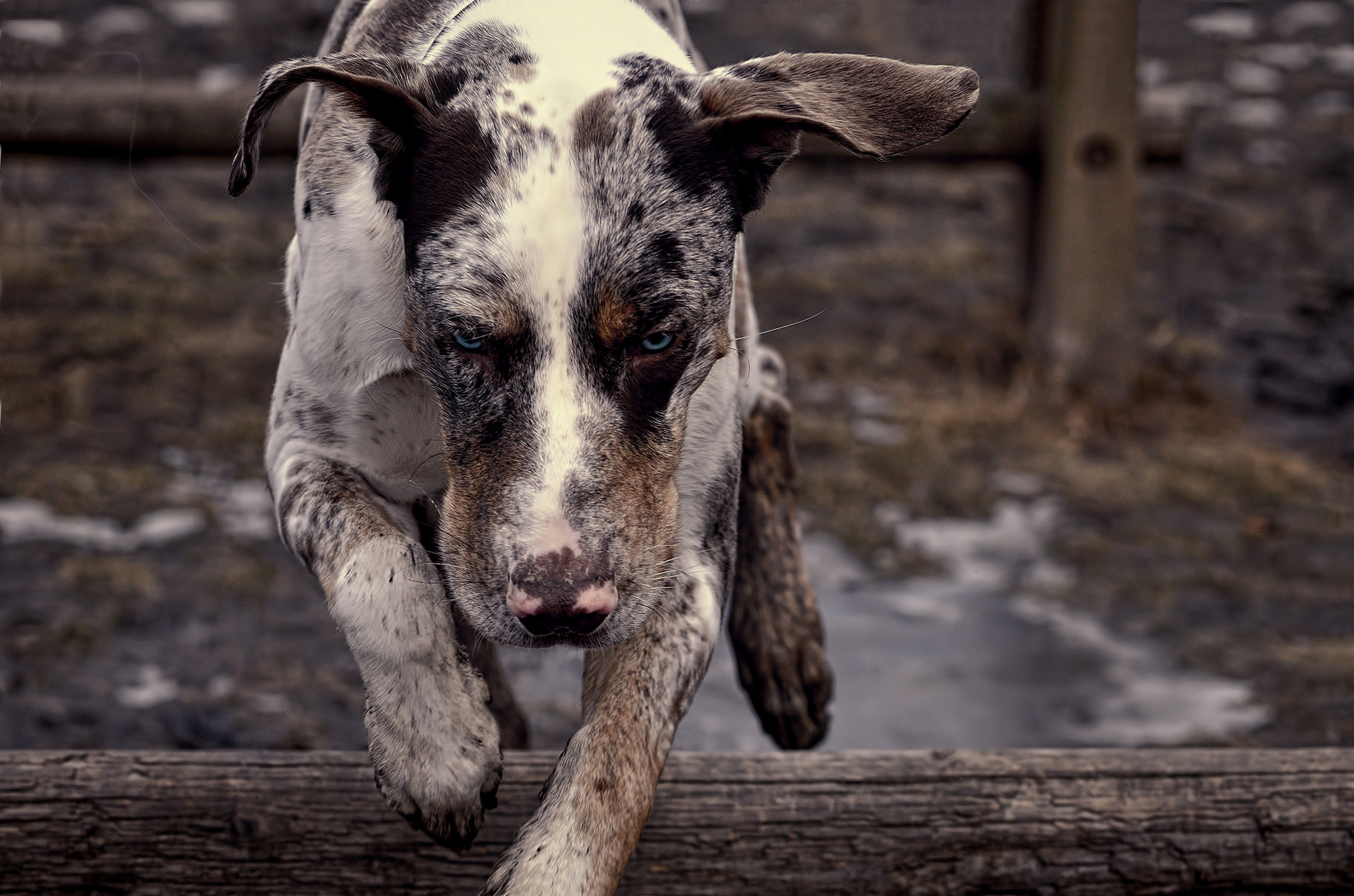 Running Catahoula Cur dog photo and wallpaper. Beautiful Running Catahoula Cur dog picture