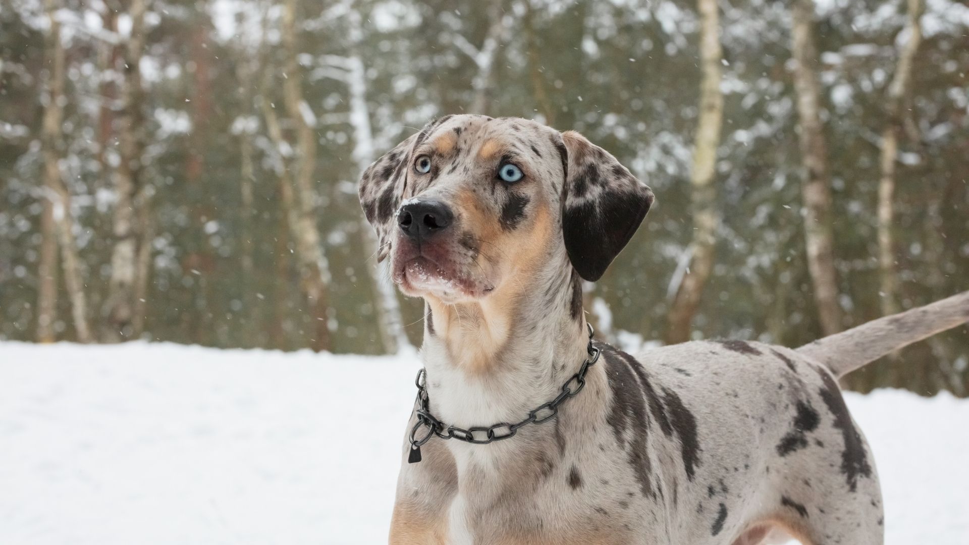 Behind the Breed: Catahoula Leopard Dog. Animals of the Pacific Northwest