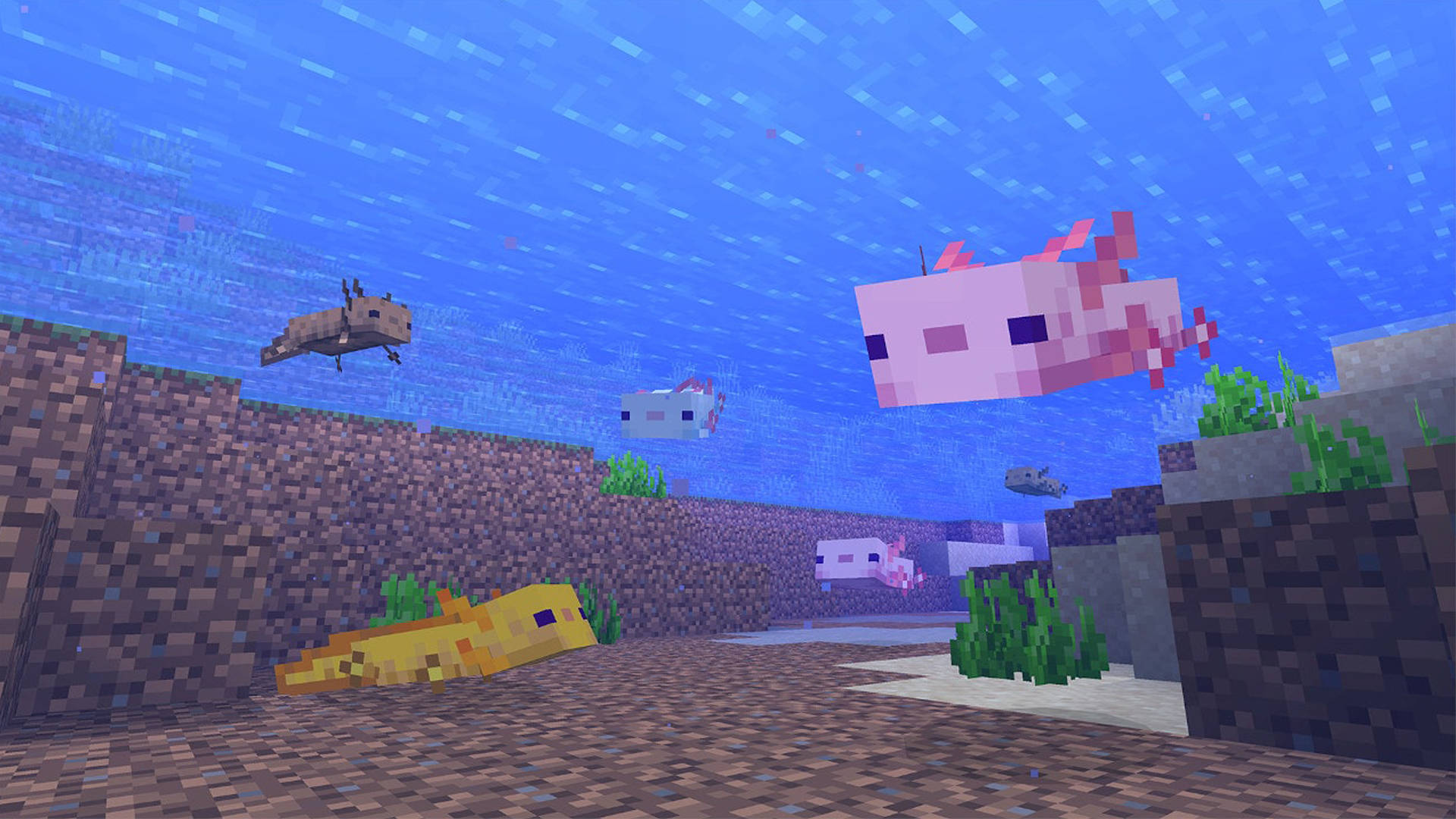 Download Minecraft Axolotls Underwater Wallpaper