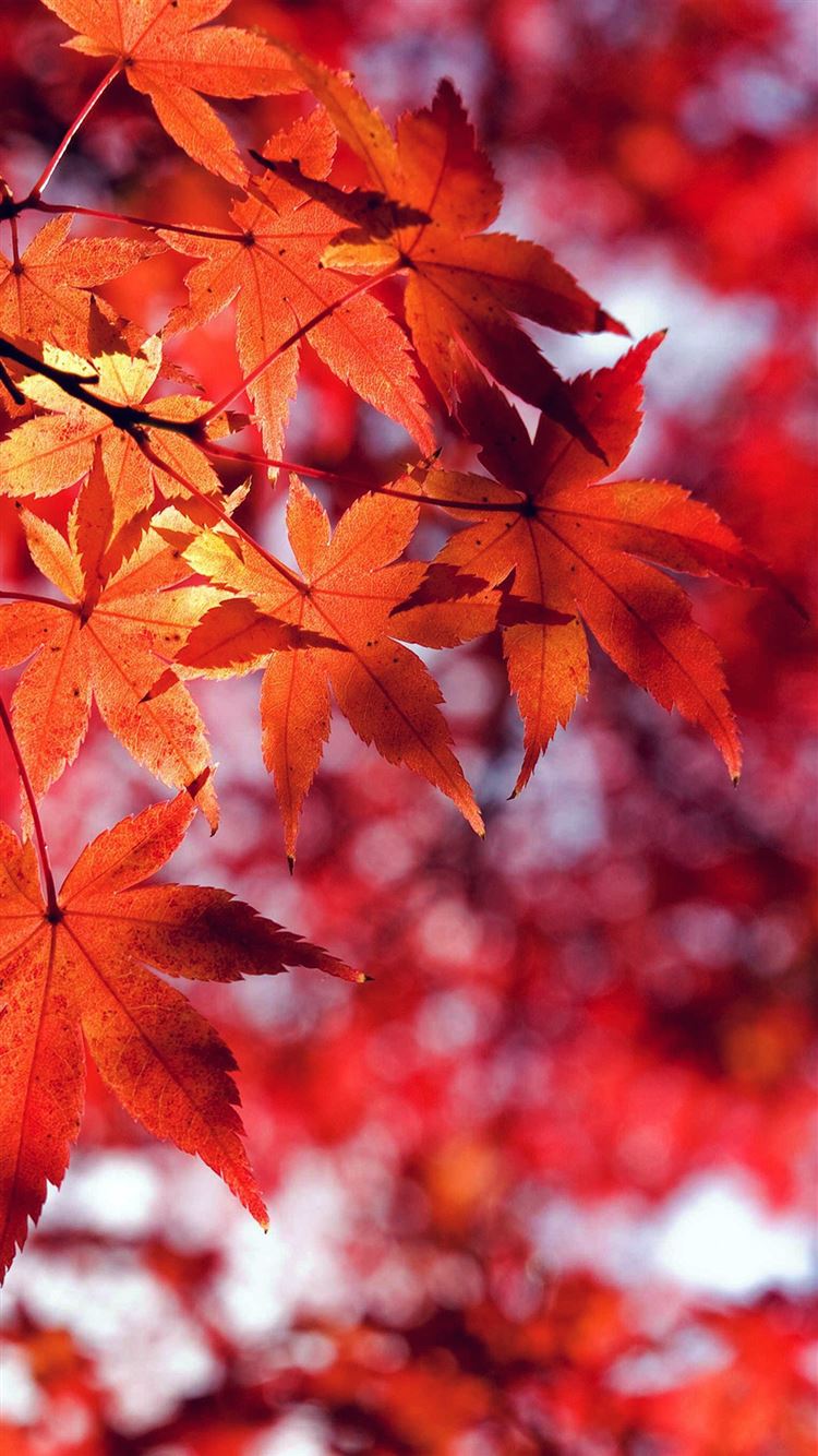 Latest Autumn iPhone 8 HD Wallpaper