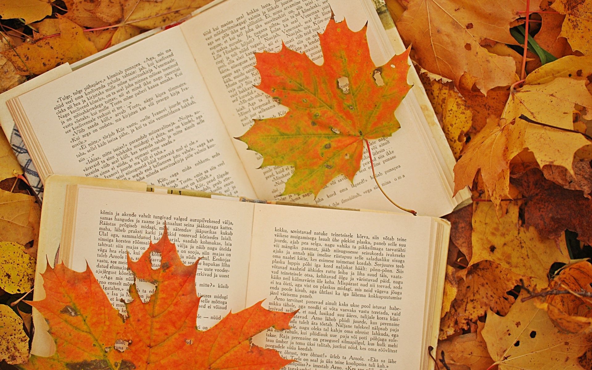 Autumn Books Wallpaper