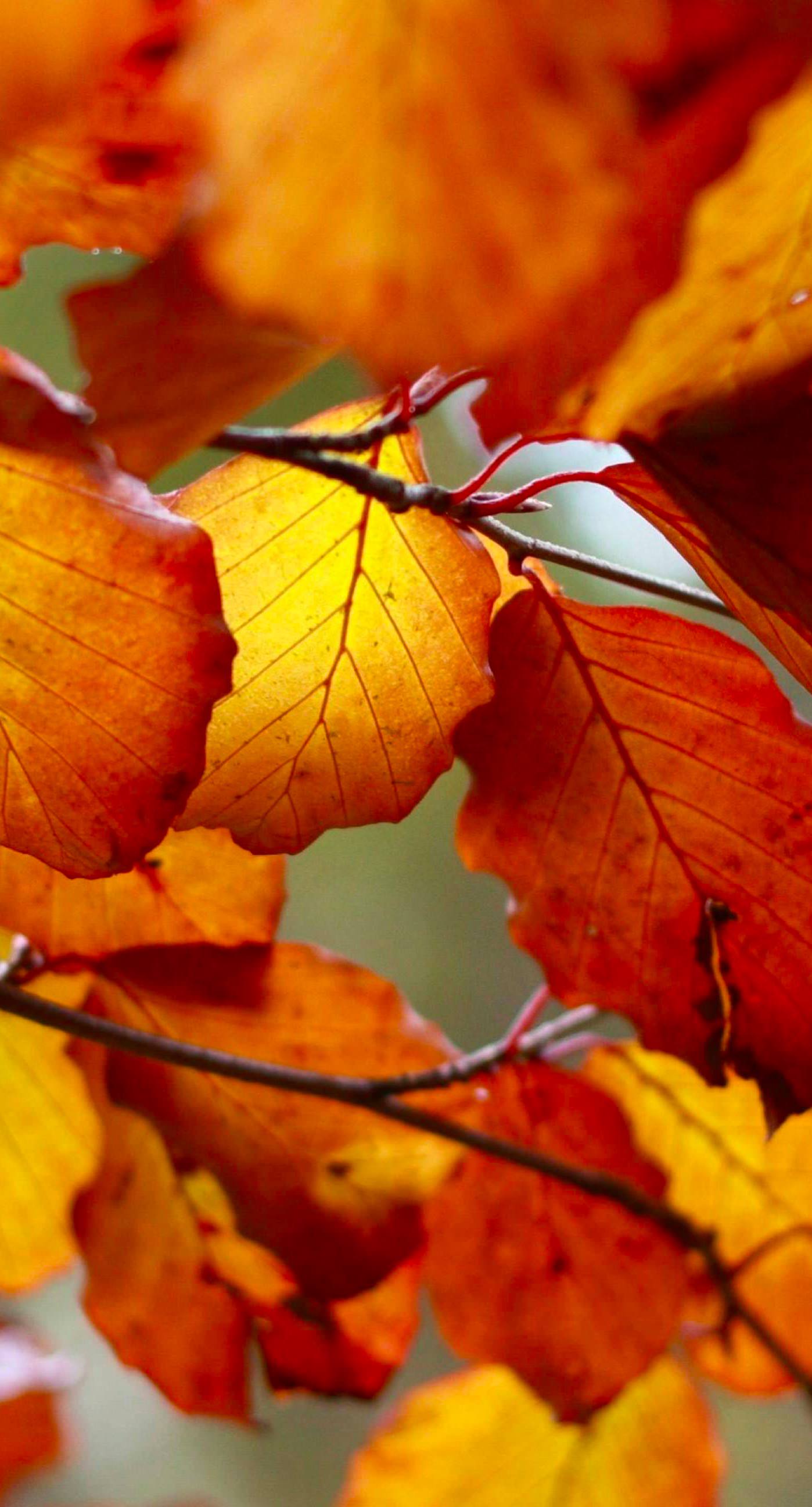 Autumn Leaves Nature. wallpaper.sc iPhone8Plus