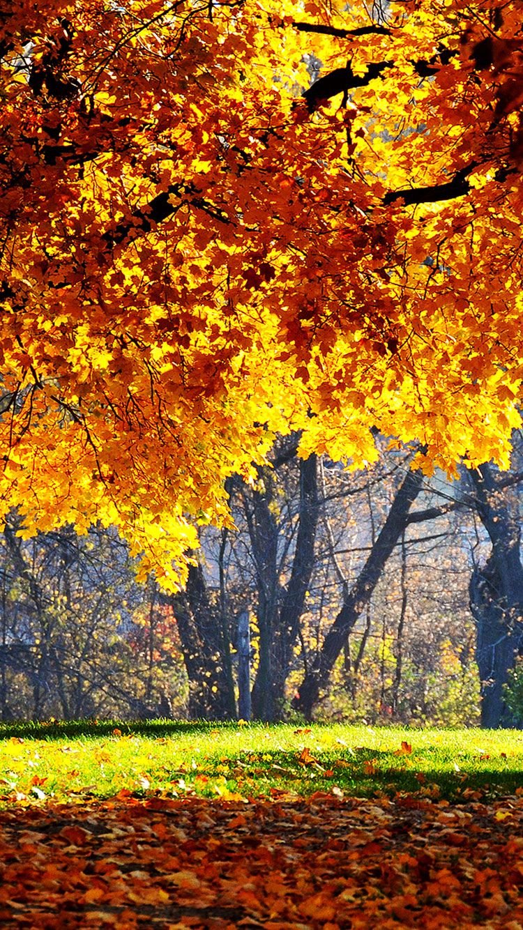 Fall iPhone Wallpaper Free Fall iPhone Background