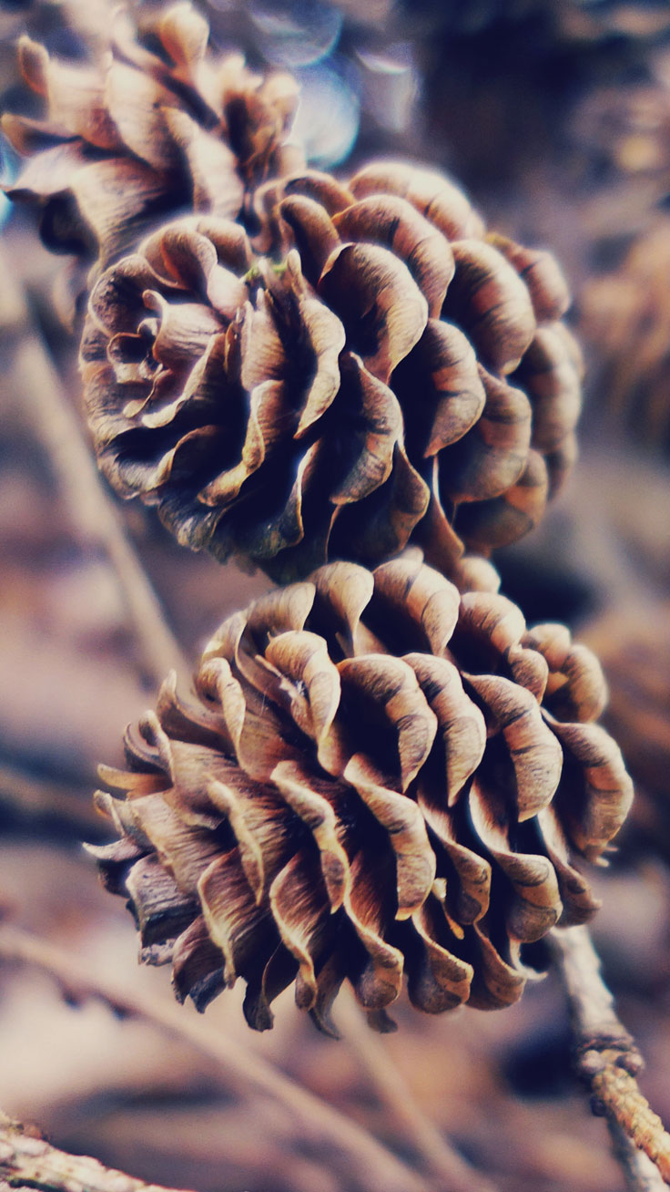 Free Autumn iPhone Wallpaper Collection Download Background For iPhone 7 Plus