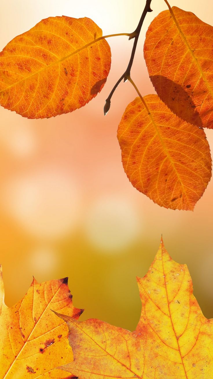 Autumn Leaves Mobile Wallpapers Wallpaper Cave