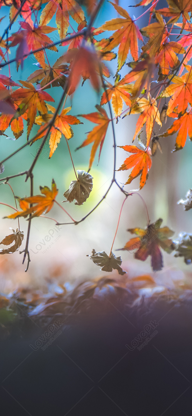 Maple Leaf Mobile Wallpaper In Autumn Image Free Download