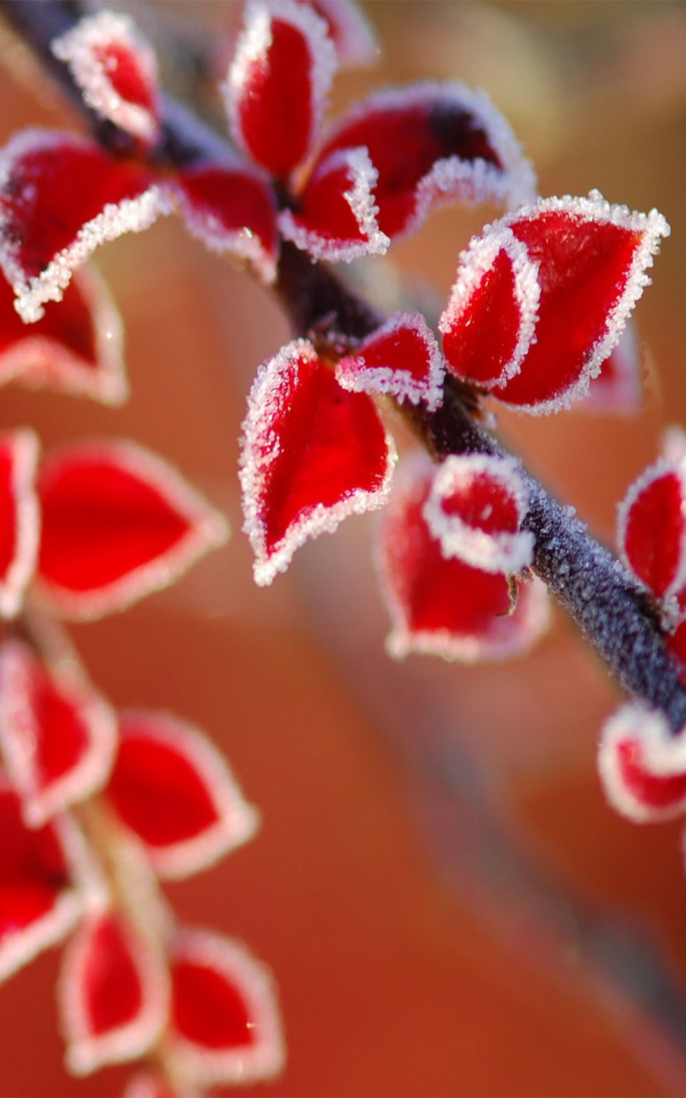 Frozen Red Leaves Free HD Mobile Wallpaper