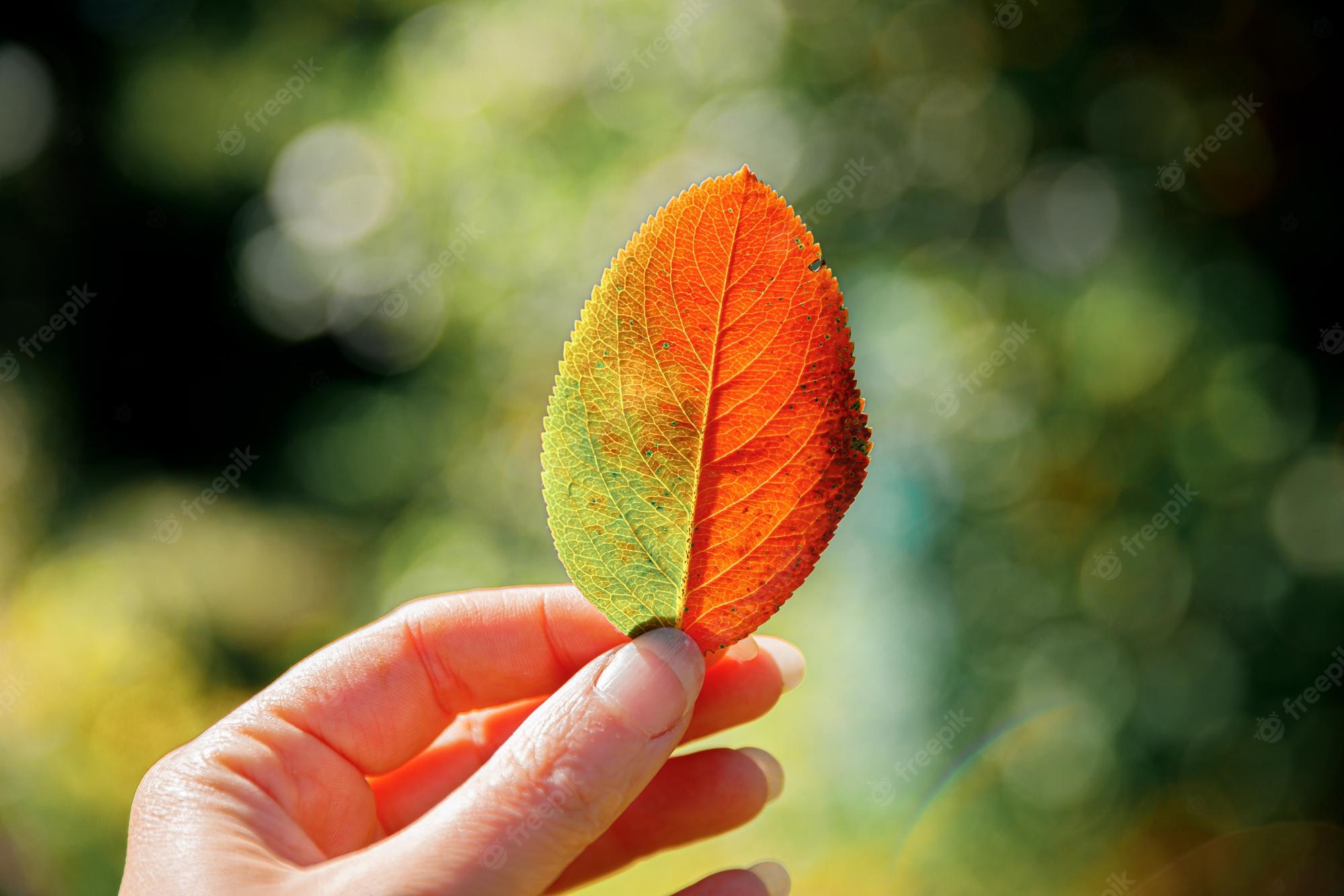 Premium Photo. Closeup natural autumn fall view woman hands holding red orange leaf on dark park background inspirational nature october or september wallpaper change of seasons concept