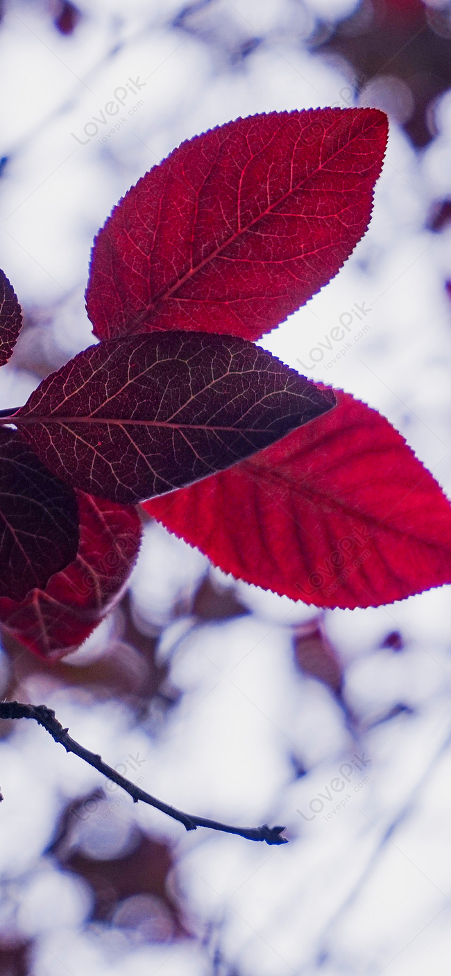 Autumn Red Leaf Mobile Wallpaper Image Free Download