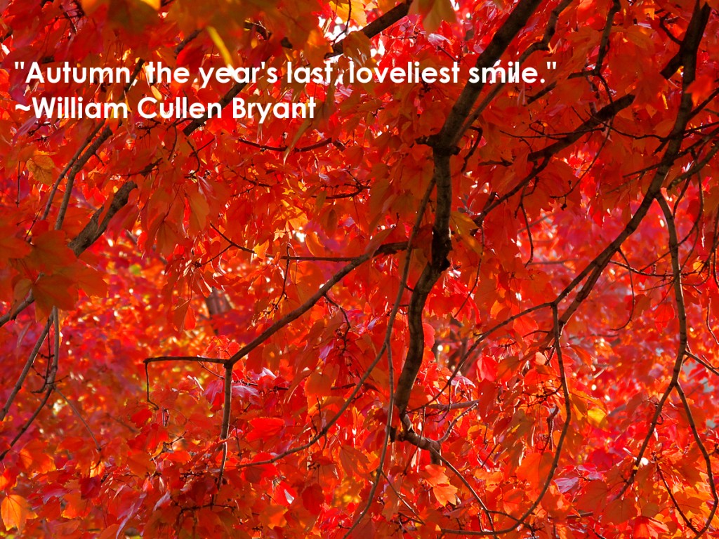 Inspirational Quotes About Fall. QuotesGram
