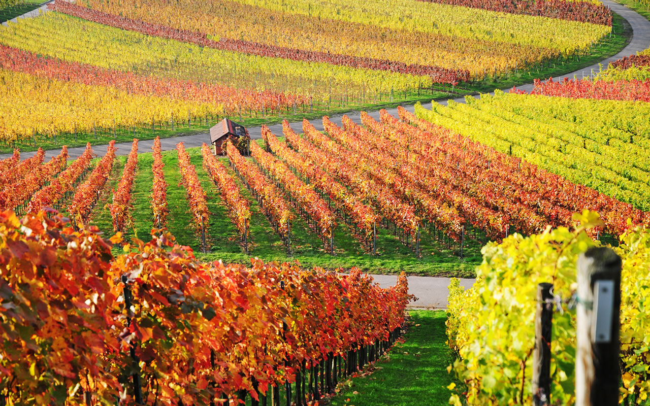 Wine Vineyard During The Fall Picture, Photo, and Image for Facebook, Tumblr, , and Twitter