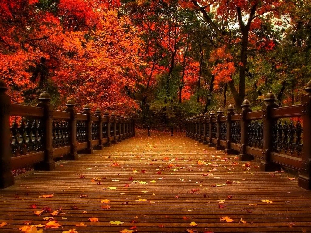 Perhaps the best 132 Bridge With Autumn Leaves Wallpaper