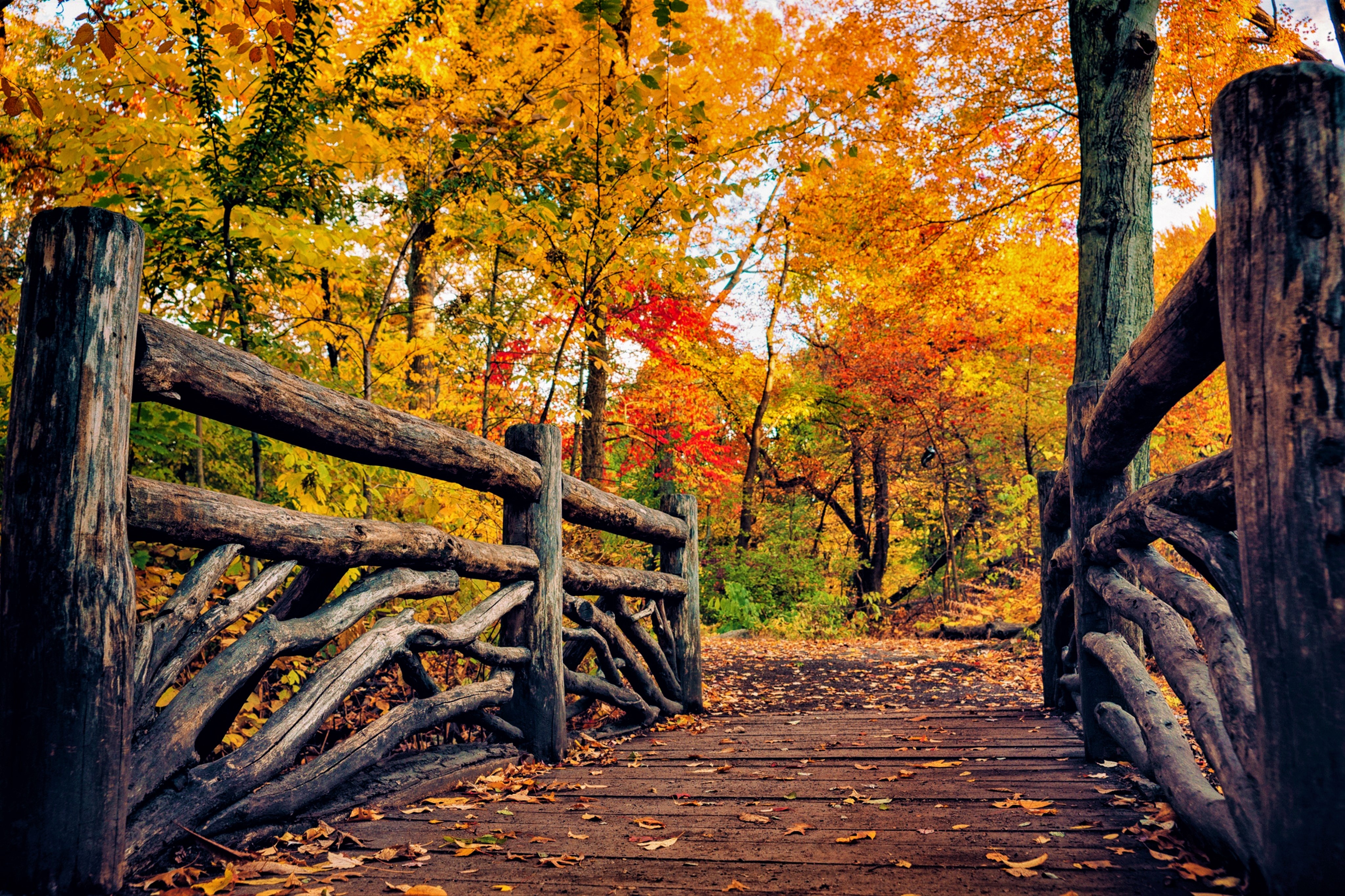 Bridge in Autumn Park