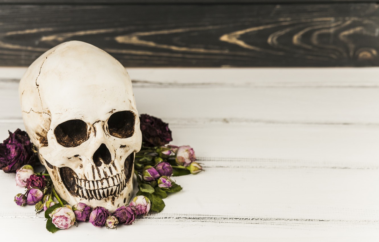 Wallpaper flowers, skull, Halloween, sake image for desktop, section праздники