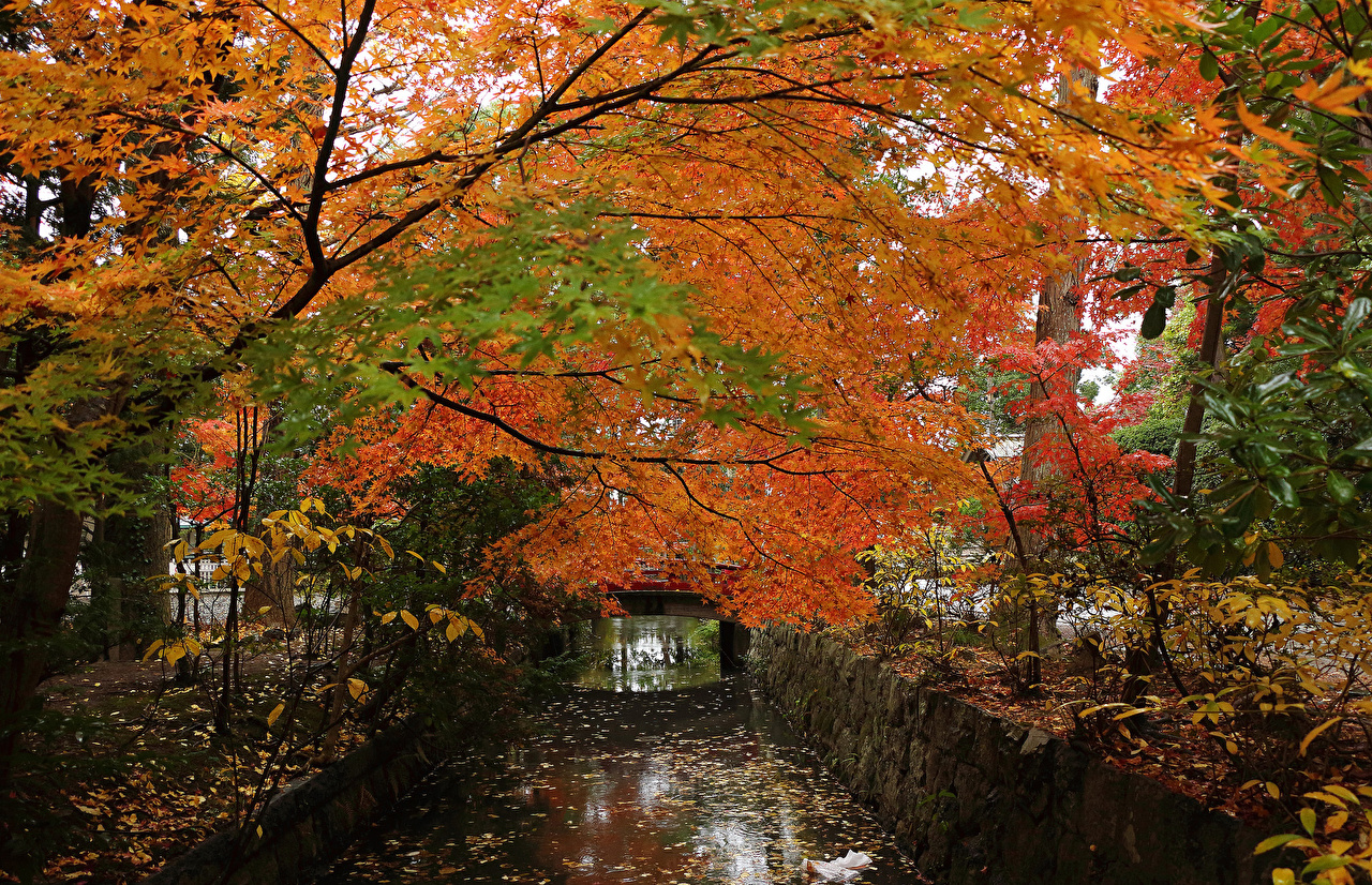 Wallpaper Nature Autumn Bridges park Pond