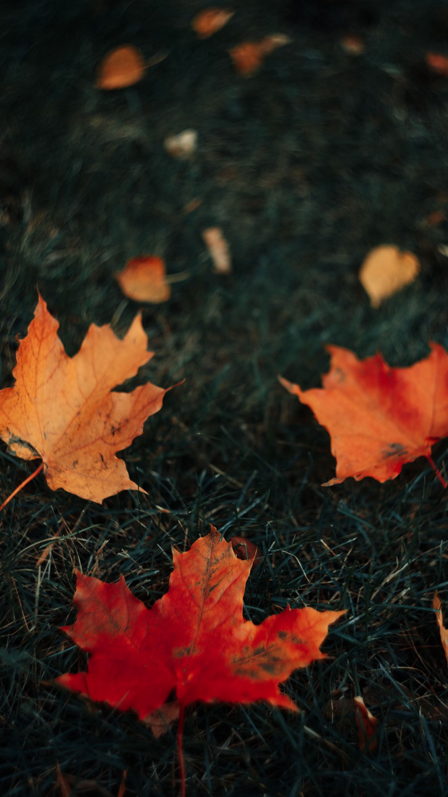 Download wallpaper 1440x2560 leaves, maple, grass, autumn qhd samsung galaxy s6, s7, edge, note, lg g4 HD background