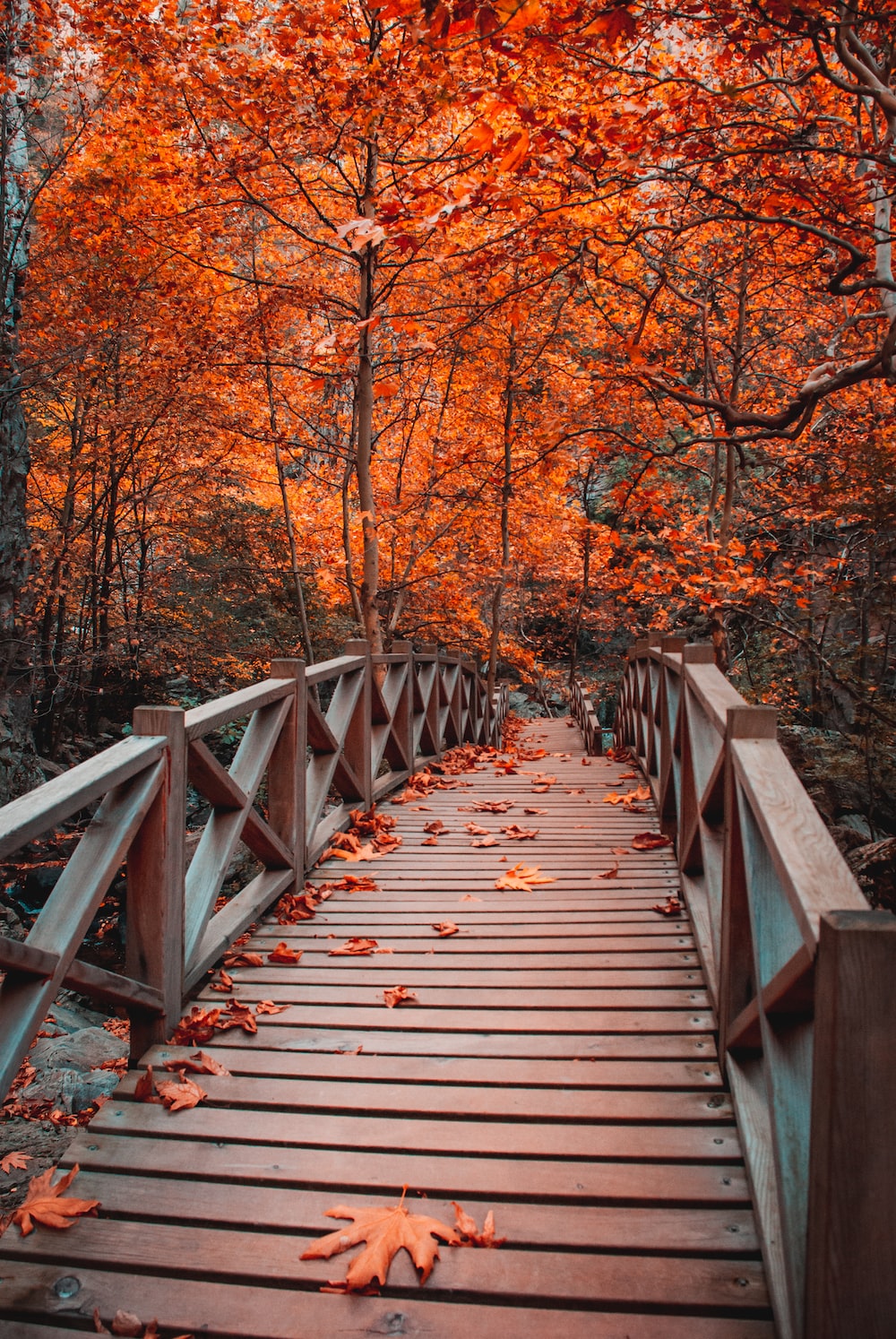 Free Autumn bridge Image