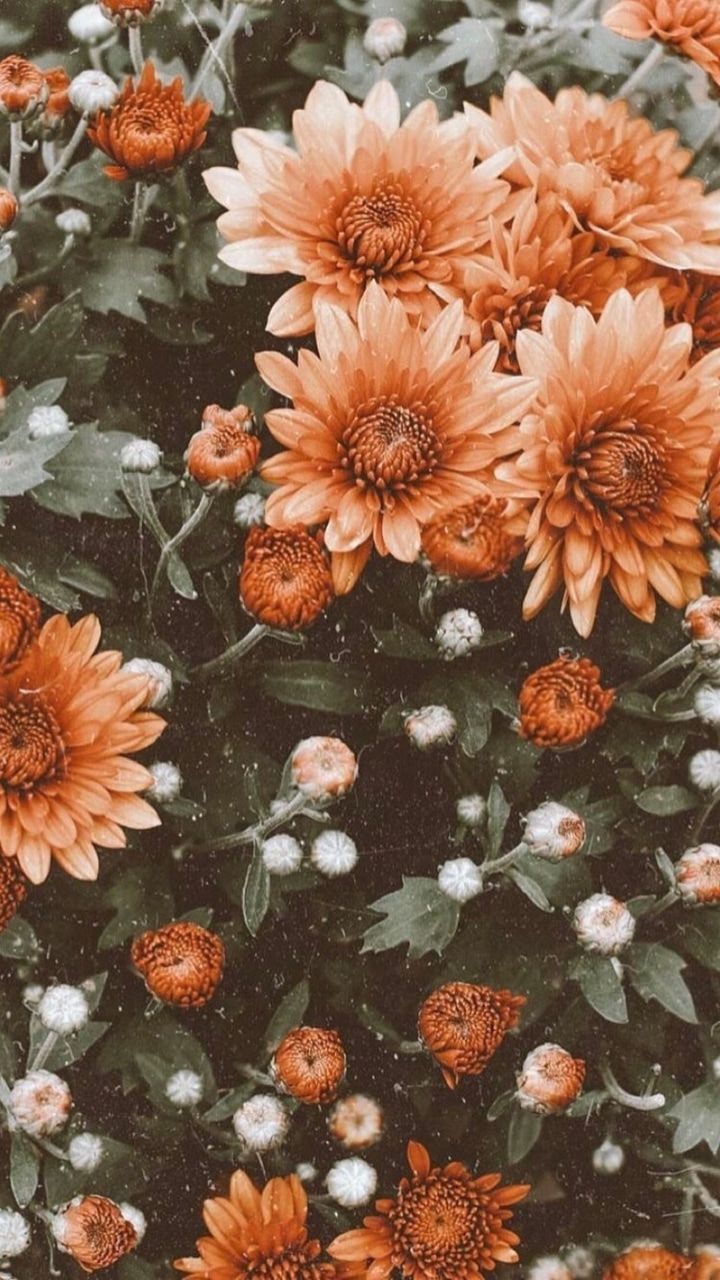 Flower Power. Flower iphone wallpaper, Sunflower wallpaper, Flower phone wallpaper