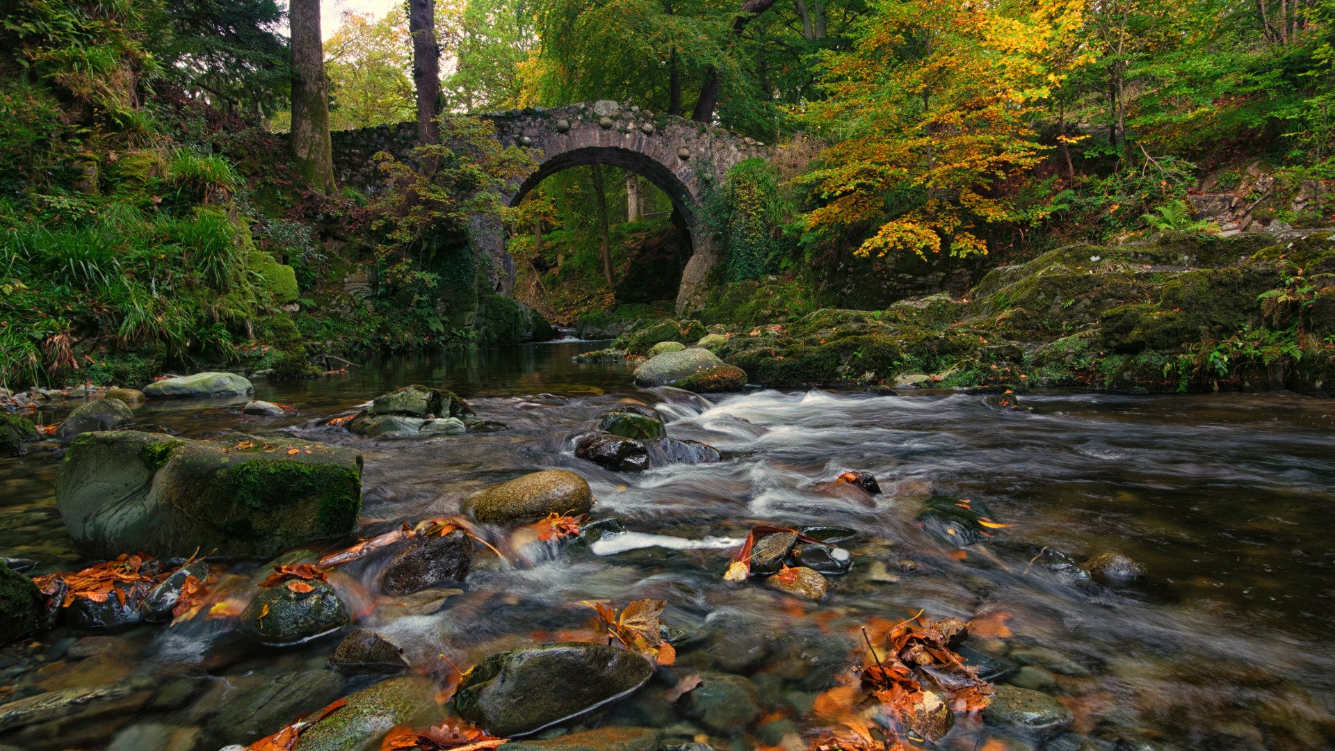 autumn forest leaves trees bridge stream stones