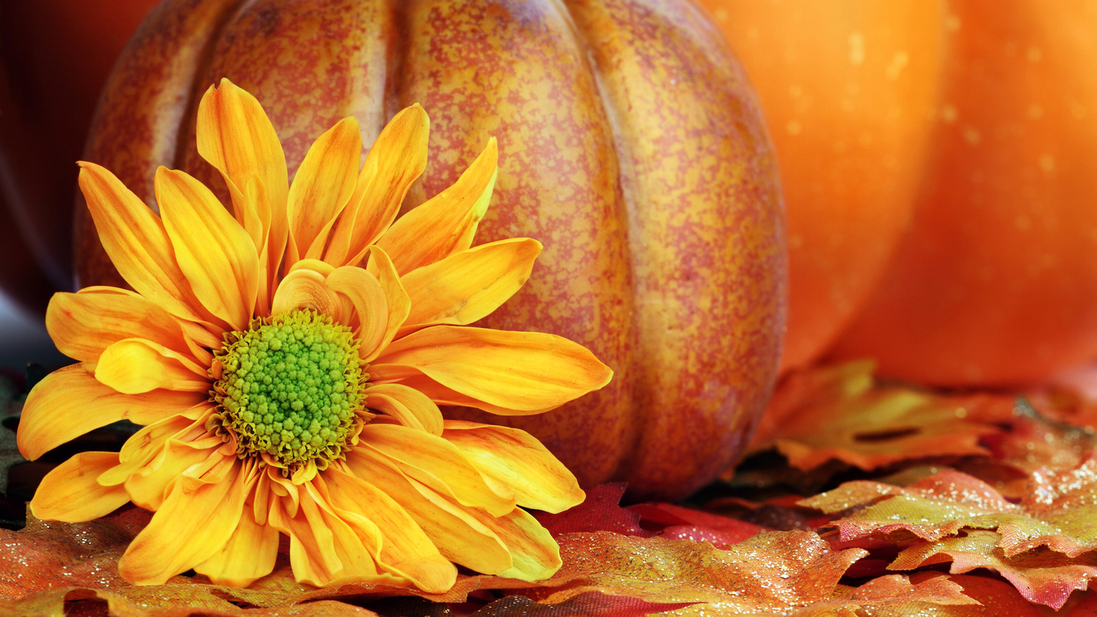 Free download wallpaper flower yellow Petals pumpkin desktop wallpaper [1600x1000] for your Desktop, Mobile & Tablet. Explore Pumpkin Wallpaper. Wallpaper For Desktop, Microsoft Wallpaper, Christian