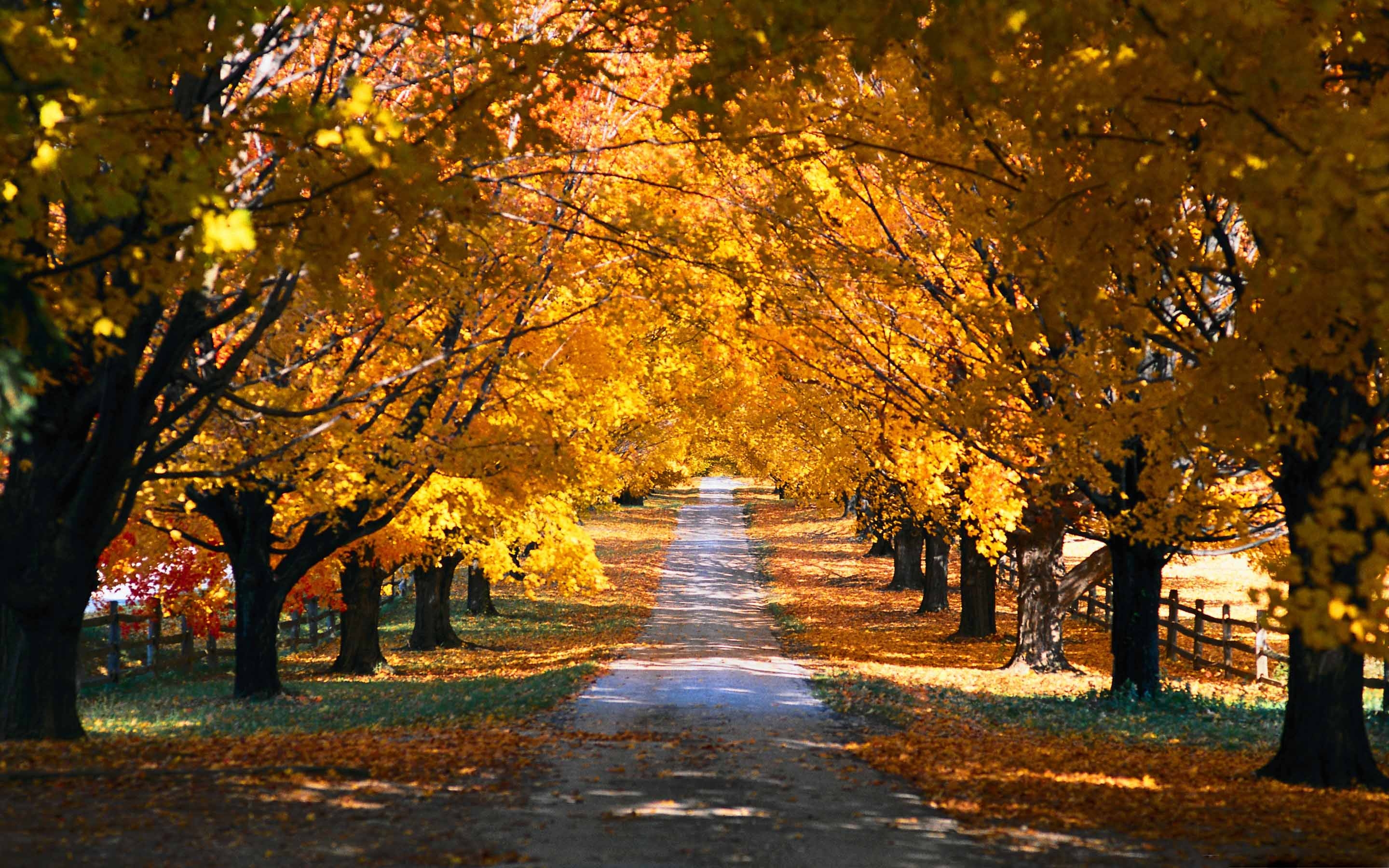 Tree Tunnel Road Autumn Mac Wallpaper Download