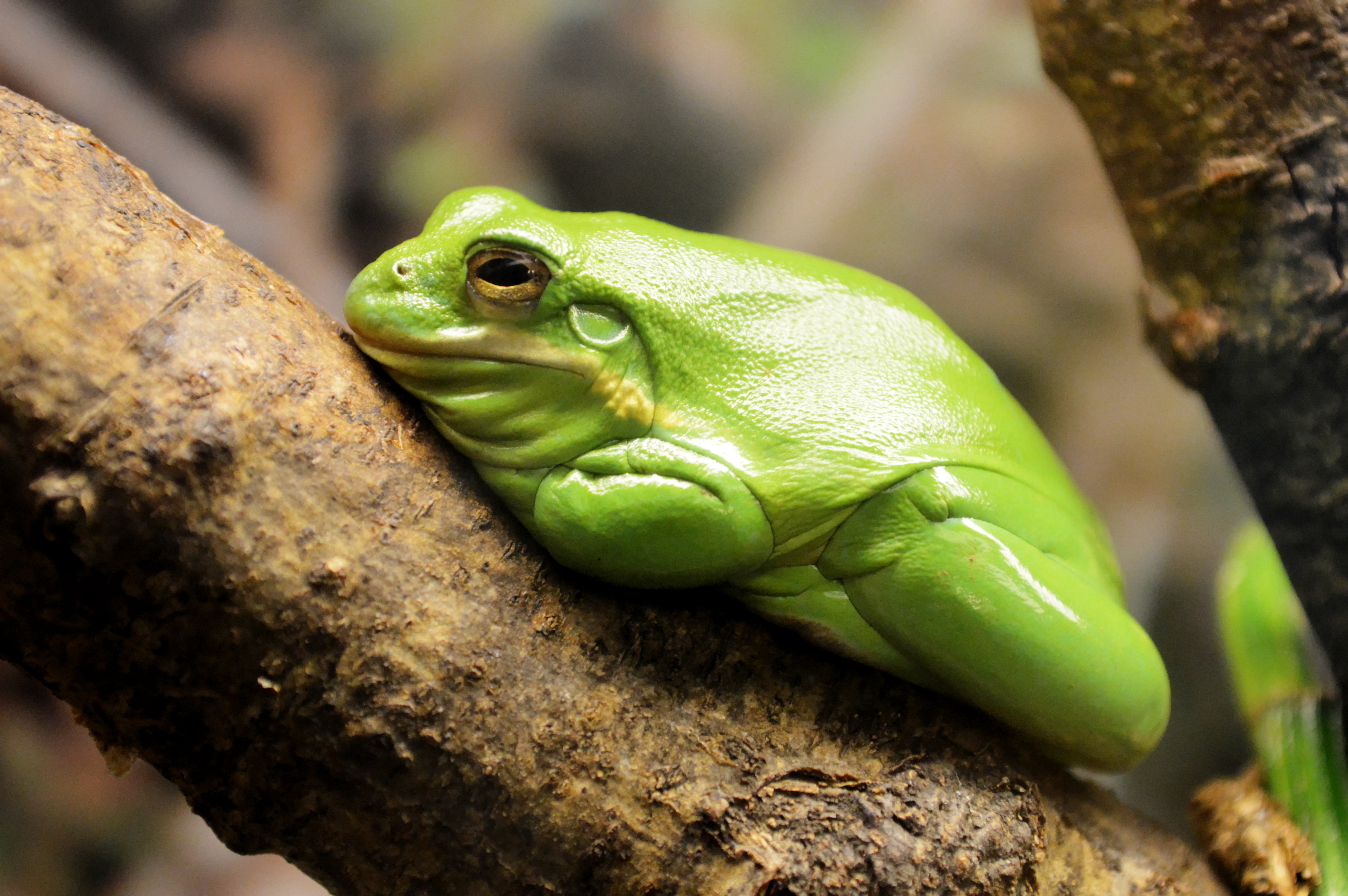 Green fat Frog free image download