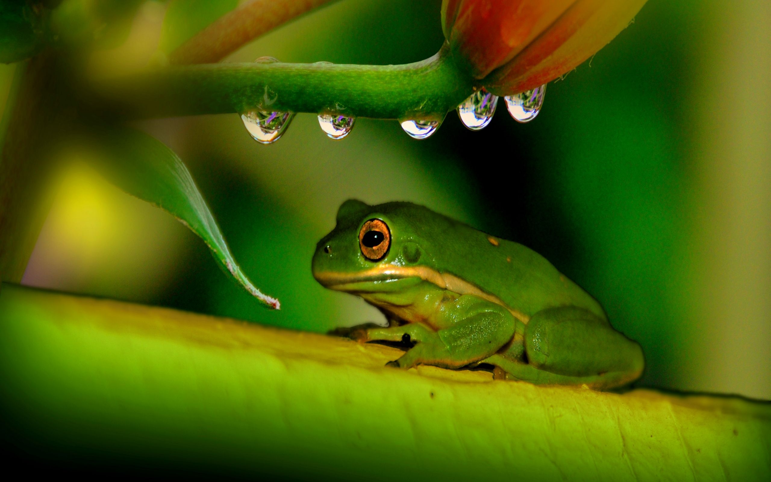Green Frog. Frog wallpaper, Frog, Animals