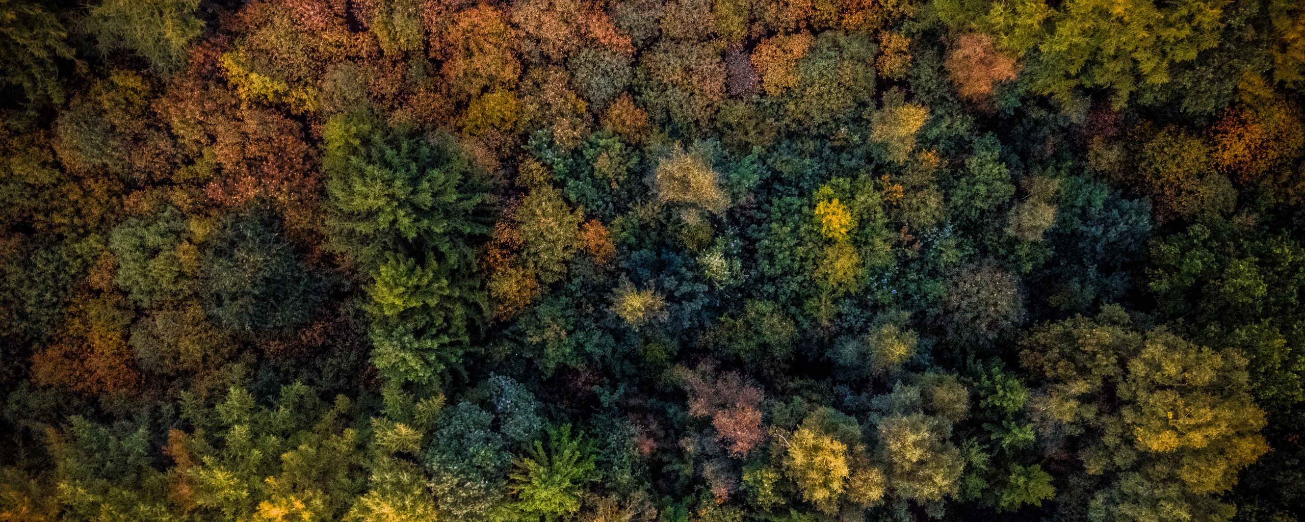 Download wallpaper 2560x1024 trees, view from above, autumn ultrawide monitor HD background