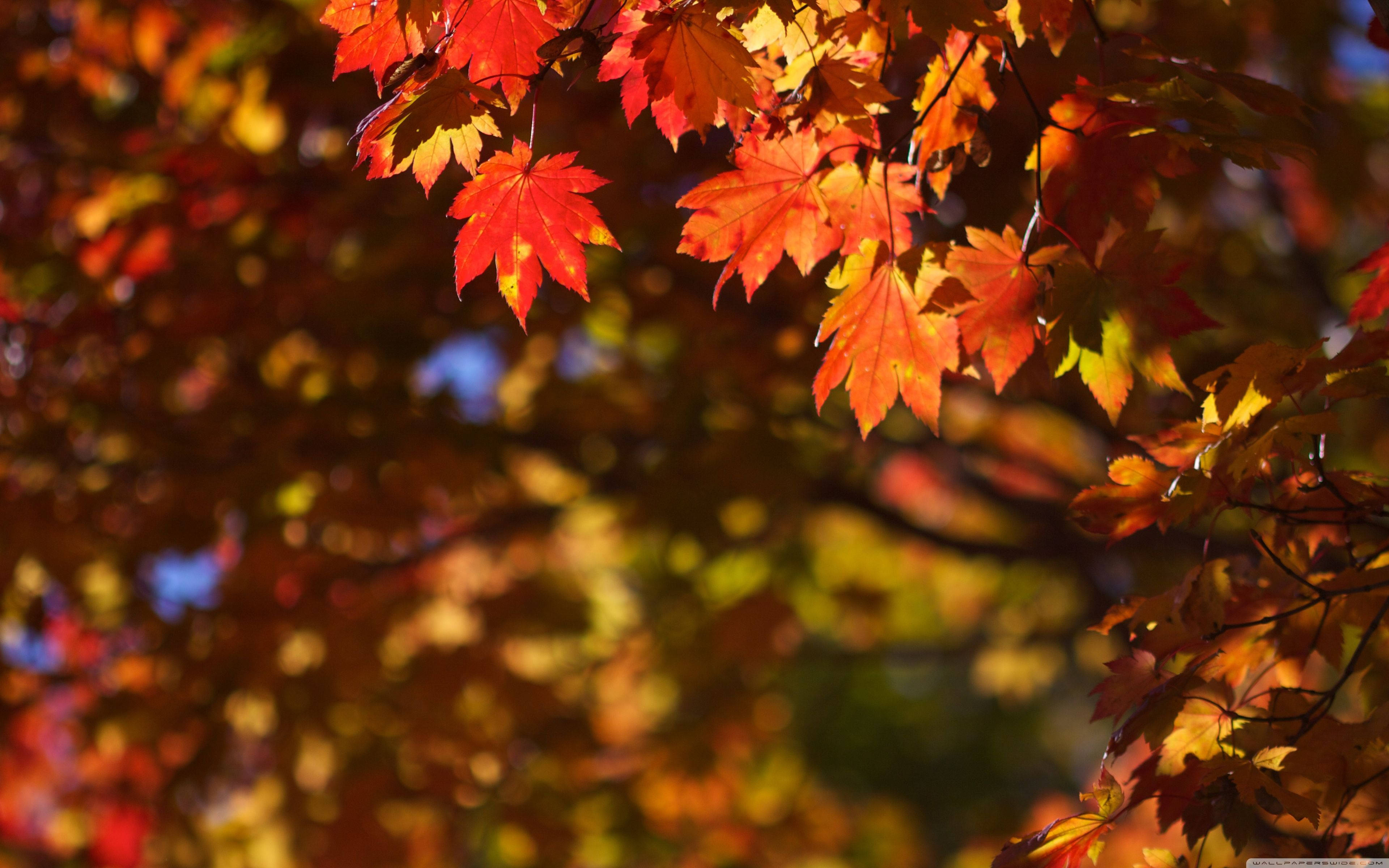 4k Ultrawide Autumn Wallpapers Wallpaper Cave