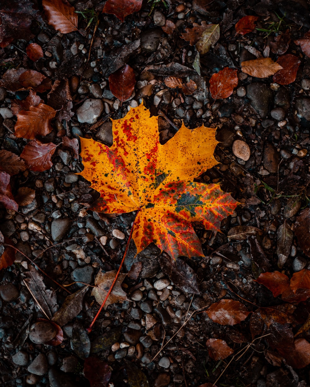 Orange Leaf Picture. Download Free Image